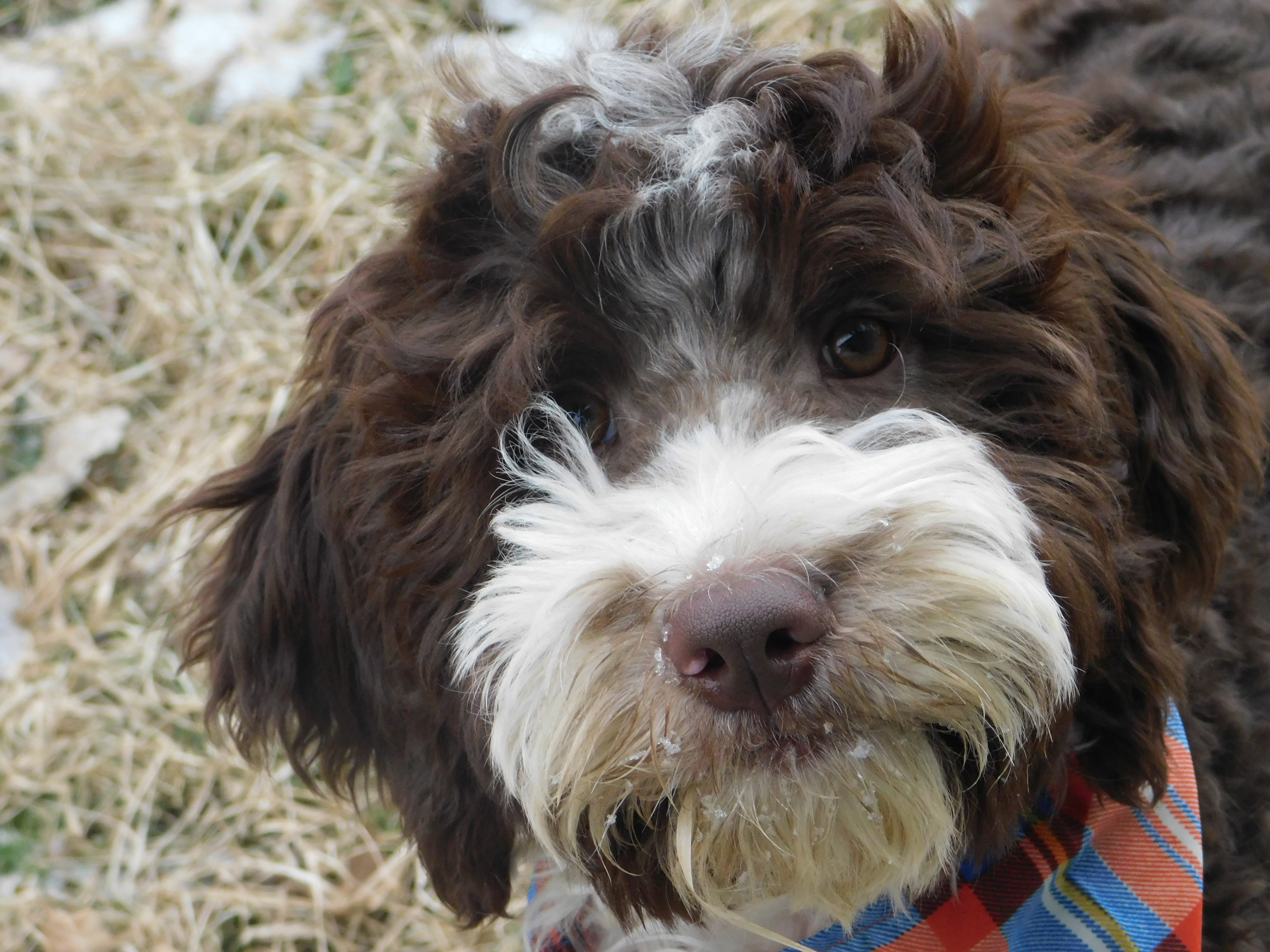 puppy, for, sale, Springerdoodle, Dorothy  Sanborn, dog, breeder, Madison, SD, dog-breeder, puppy-for-sale, forsale, nearby, find, puppyfind, locator, puppylocator, aca