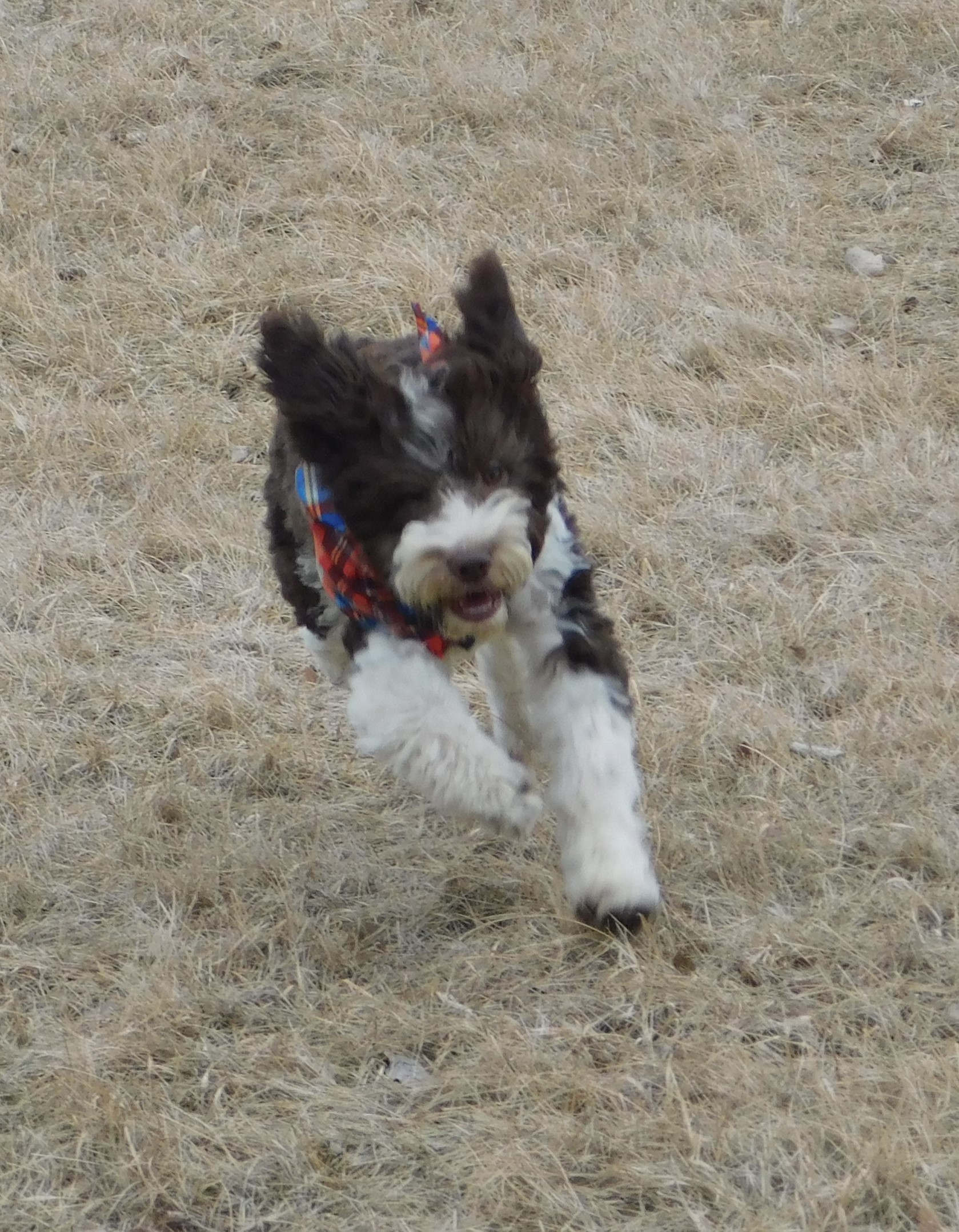 puppy, for, sale, Springerdoodle, Dorothy  Sanborn, dog, breeder, Madison, SD, dog-breeder, puppy-for-sale, forsale, nearby, find, puppyfind, locator, puppylocator, aca