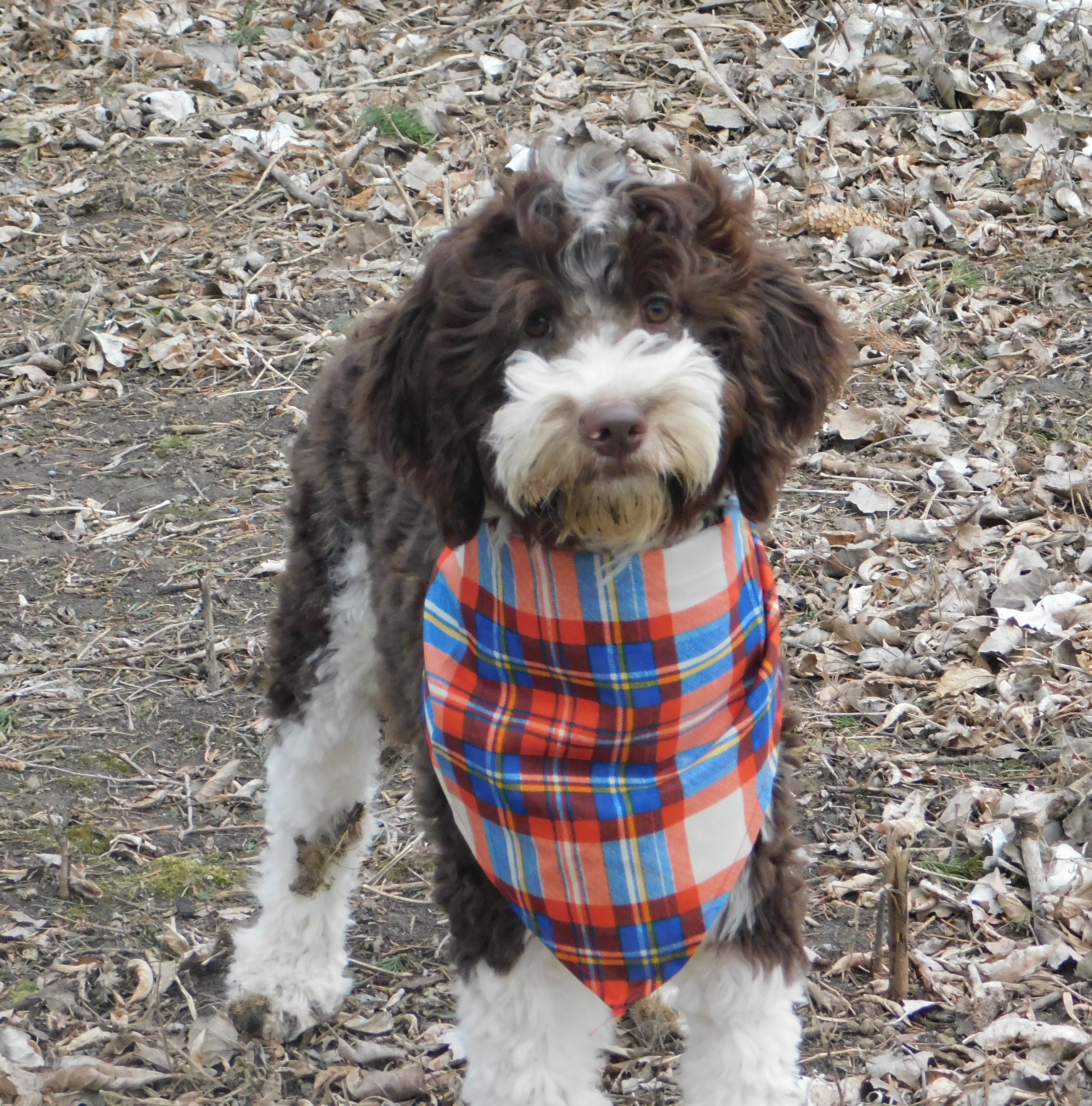 puppy, for, sale, Springerdoodle, Dorothy  Sanborn, dog, breeder, Madison, SD, dog-breeder, puppy-for-sale, forsale, nearby, find, puppyfind, locator, puppylocator, aca