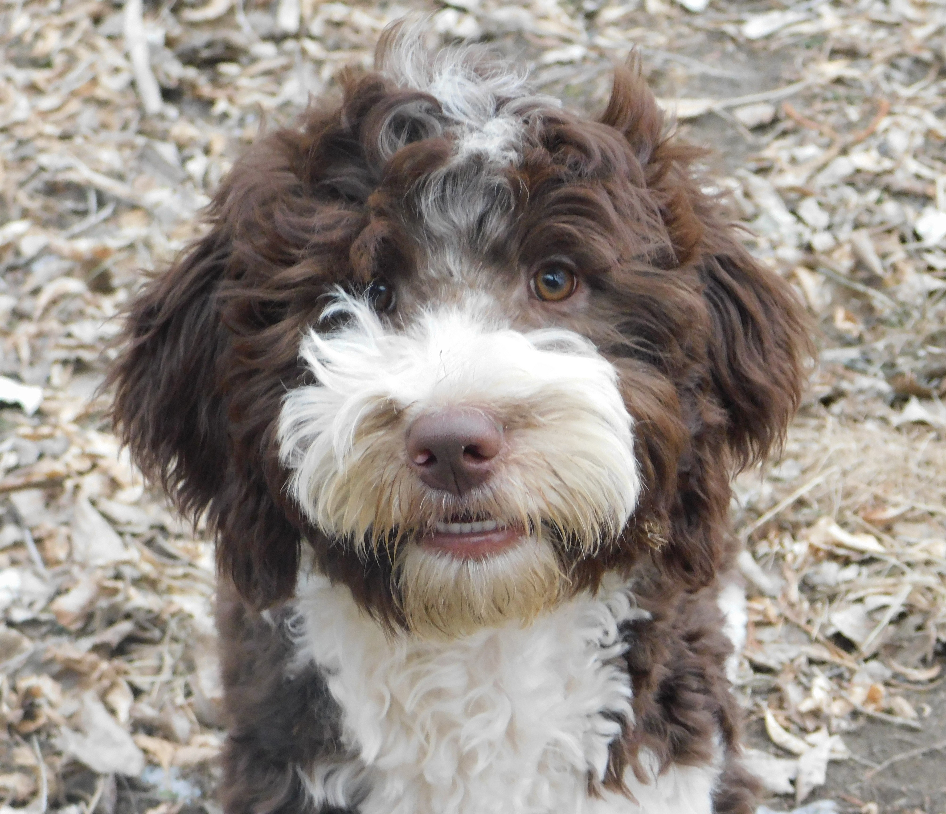 puppy, for, sale, Springerdoodle, Dorothy  Sanborn, dog, breeder, Madison, SD, dog-breeder, puppy-for-sale, forsale, nearby, find, puppyfind, locator, puppylocator, aca