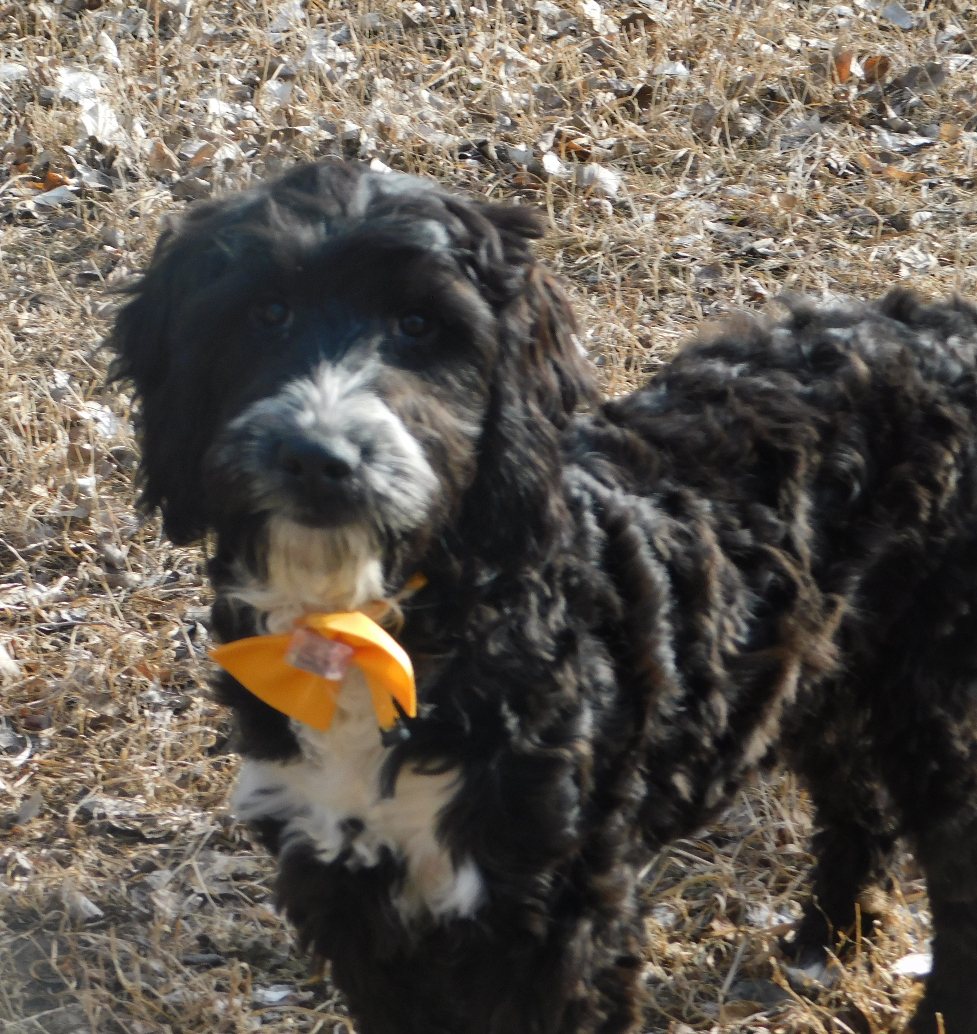 puppy, for, sale, Springerdoodle, Dorothy  Sanborn, dog, breeder, Madison, SD, dog-breeder, puppy-for-sale, forsale, nearby, find, puppyfind, locator, puppylocator, aca