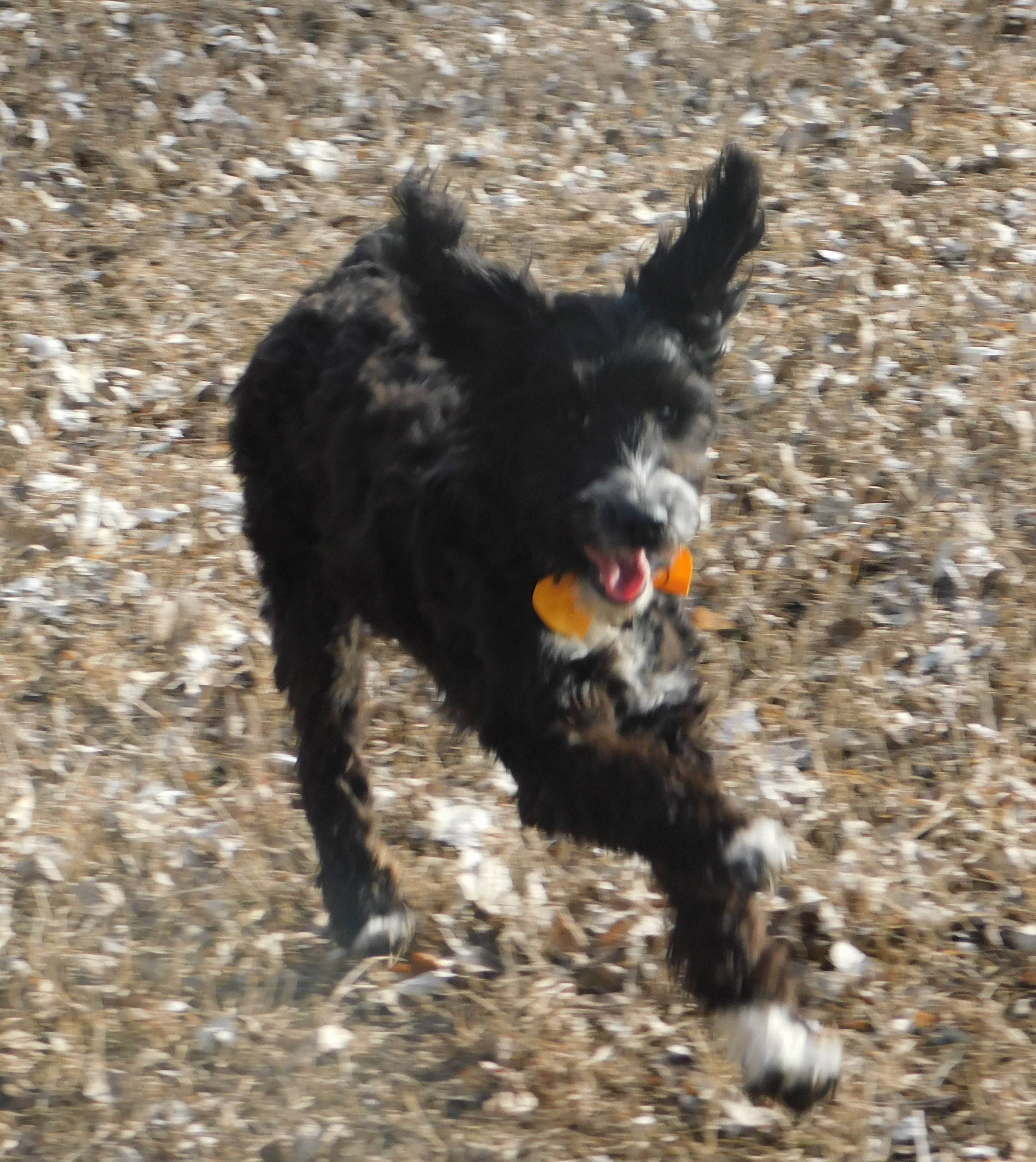 puppy, for, sale, Springerdoodle, Dorothy  Sanborn, dog, breeder, Madison, SD, dog-breeder, puppy-for-sale, forsale, nearby, find, puppyfind, locator, puppylocator, aca