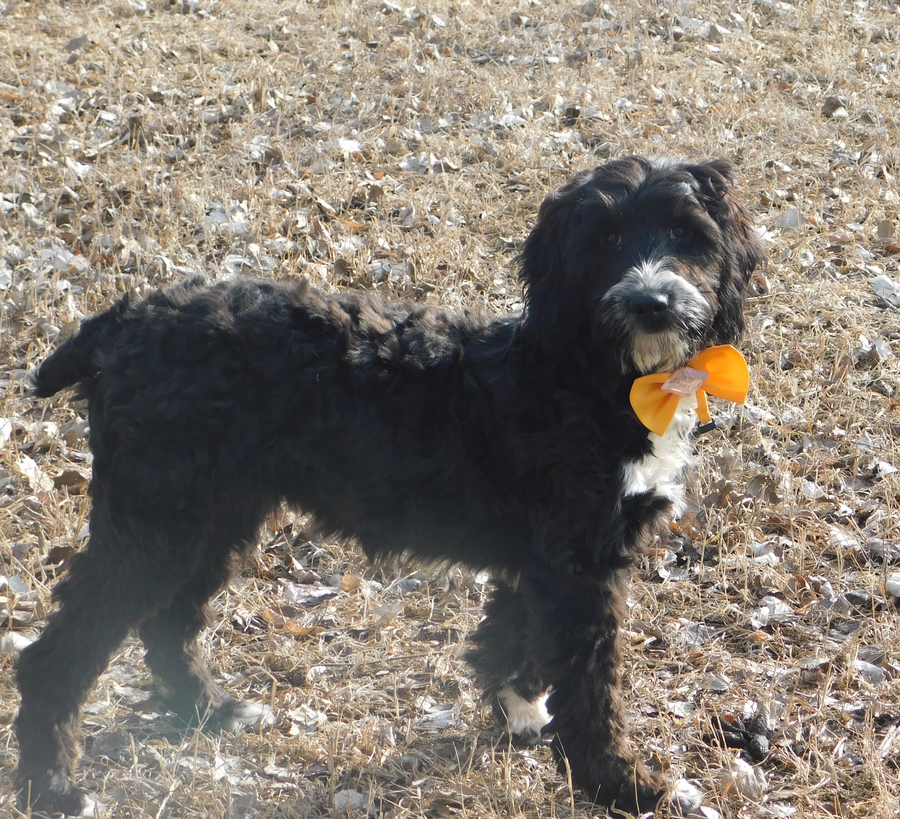 puppy, for, sale, Springerdoodle, Dorothy  Sanborn, dog, breeder, Madison, SD, dog-breeder, puppy-for-sale, forsale, nearby, find, puppyfind, locator, puppylocator, aca