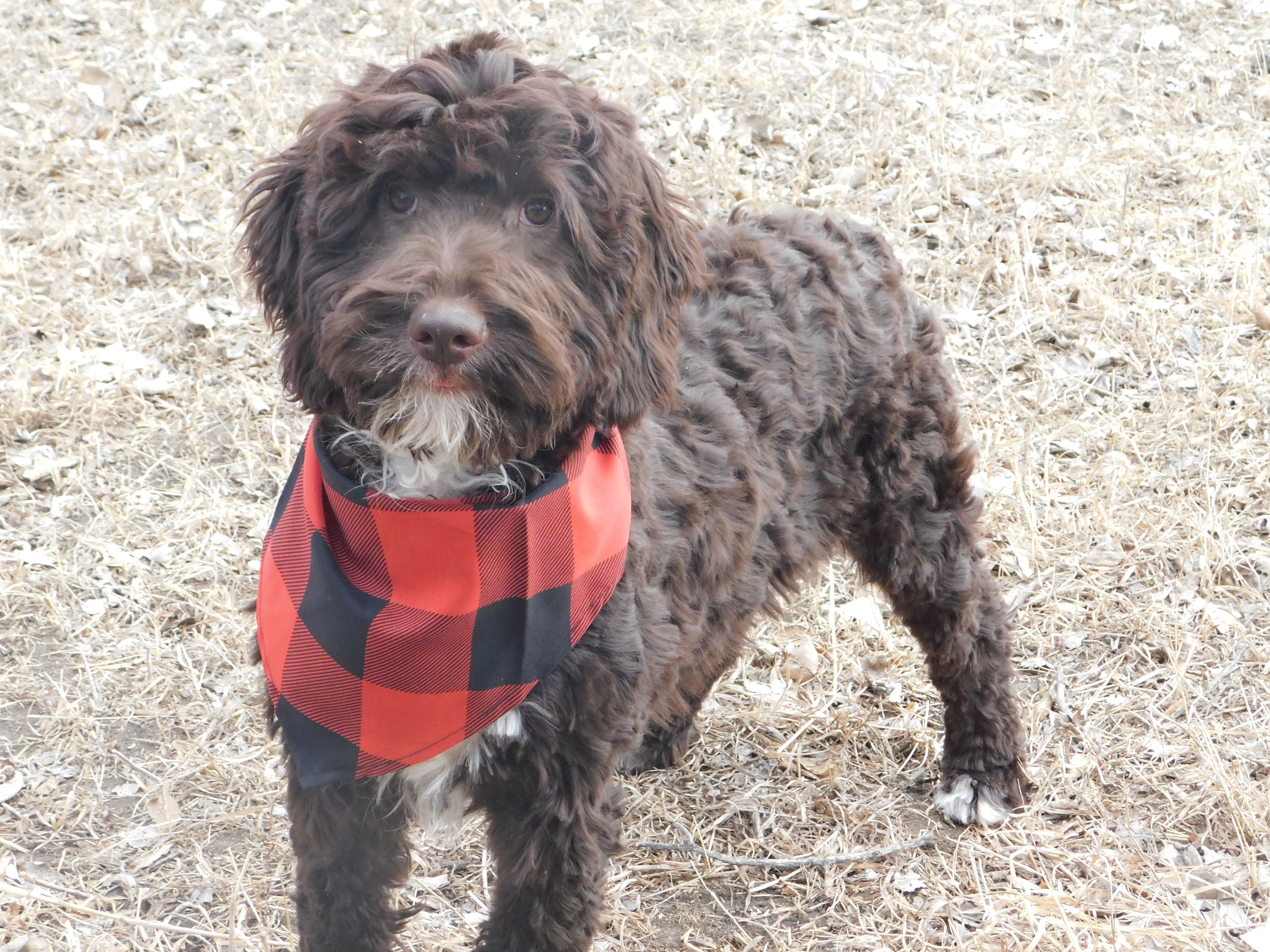 puppy, for, sale, Springerdoodle, Dorothy  Sanborn, dog, breeder, Madison, SD, dog-breeder, puppy-for-sale, forsale, nearby, find, puppyfind, locator, puppylocator, aca