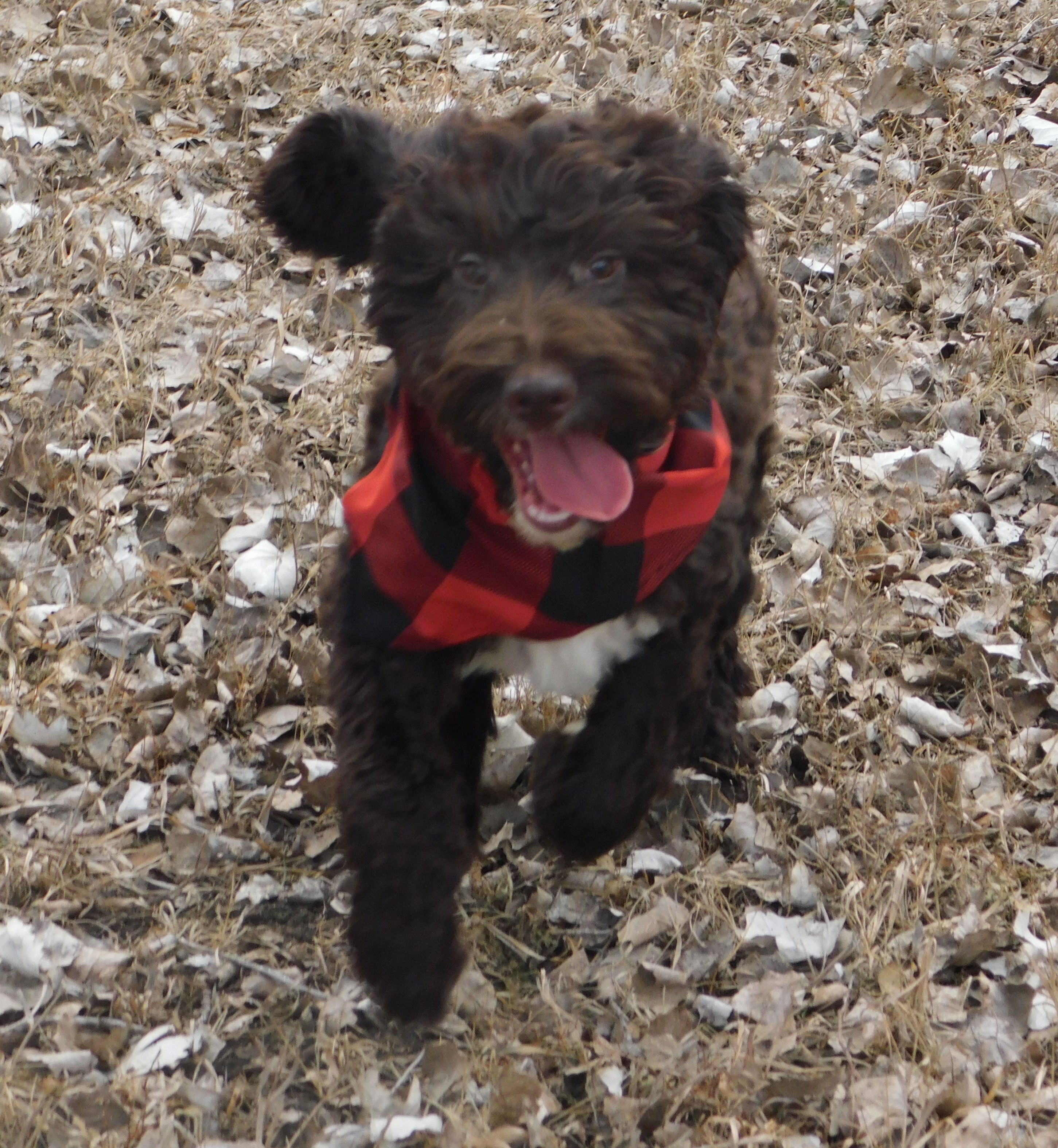 puppy, for, sale, Springerdoodle, Dorothy  Sanborn, dog, breeder, Madison, SD, dog-breeder, puppy-for-sale, forsale, nearby, find, puppyfind, locator, puppylocator, aca