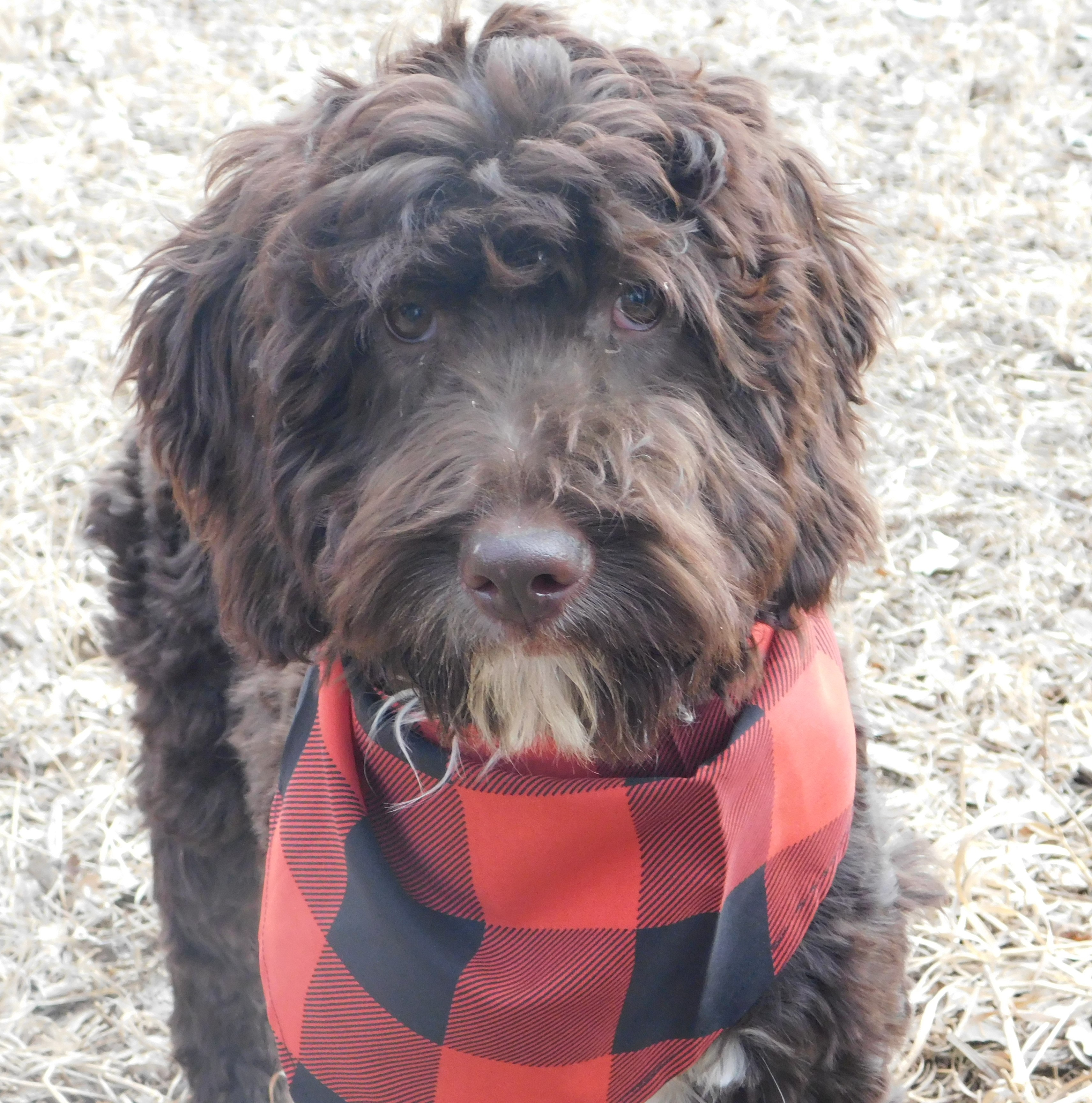 puppy, for, sale, Springerdoodle, Dorothy  Sanborn, dog, breeder, Madison, SD, dog-breeder, puppy-for-sale, forsale, nearby, find, puppyfind, locator, puppylocator, aca
