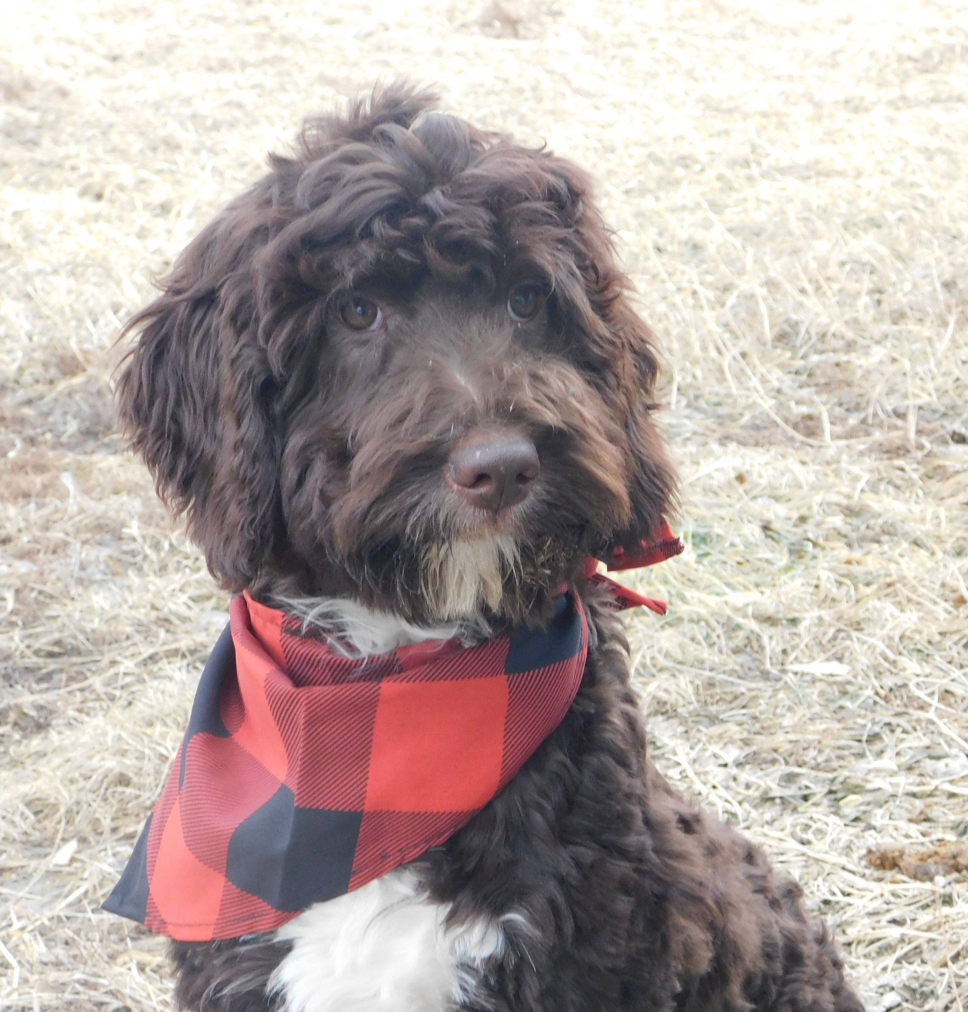 puppy, for, sale, Springerdoodle, Dorothy  Sanborn, dog, breeder, Madison, SD, dog-breeder, puppy-for-sale, forsale, nearby, find, puppyfind, locator, puppylocator, aca