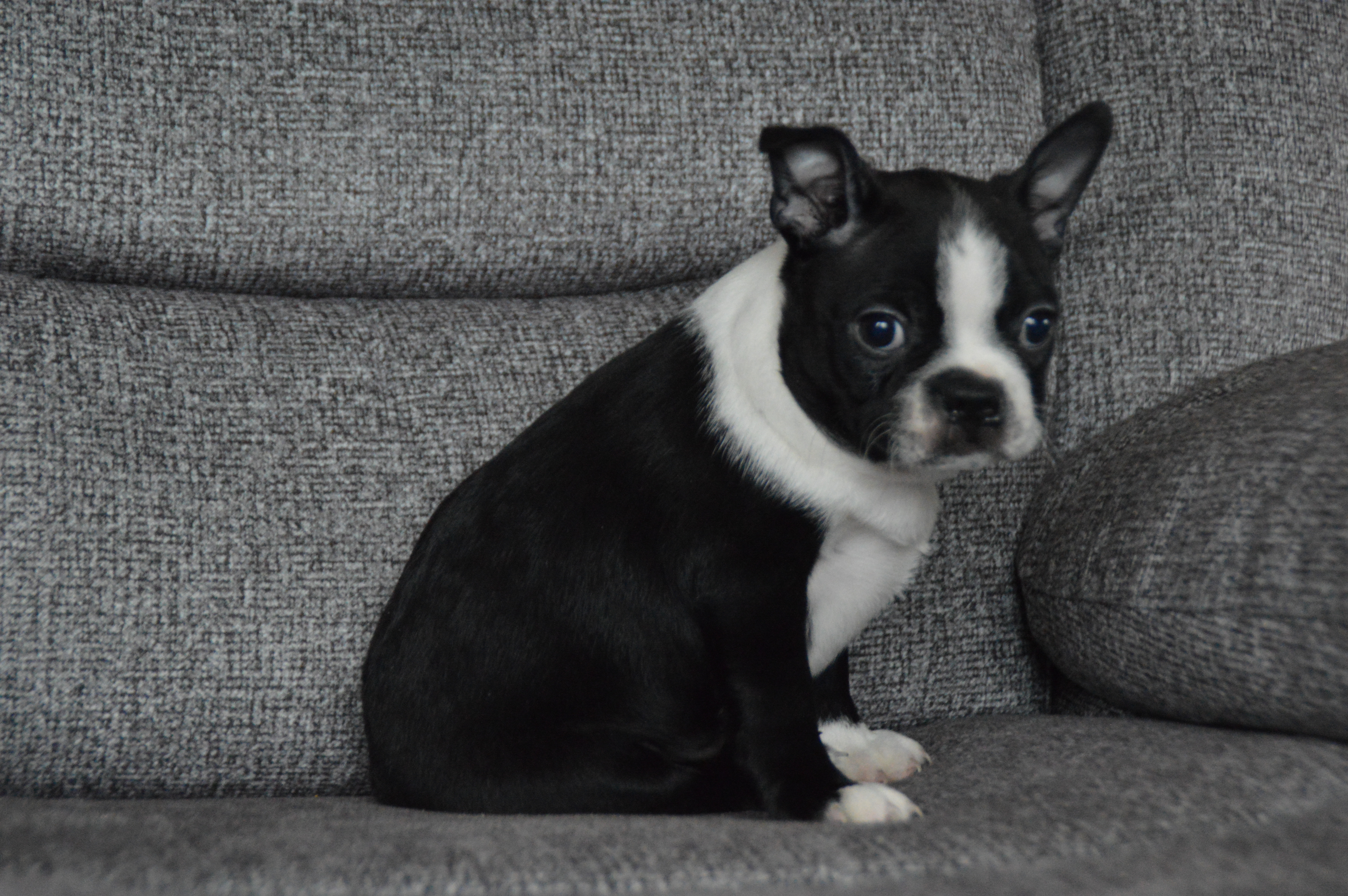 puppy, for, sale, Boston Terrier,   Sunny Meadow Puppies, dog, breeder, Mill Hall, PA, dog-breeder, puppy-for-sale, forsale, nearby, find, puppyfind, locator, puppylocator, aca