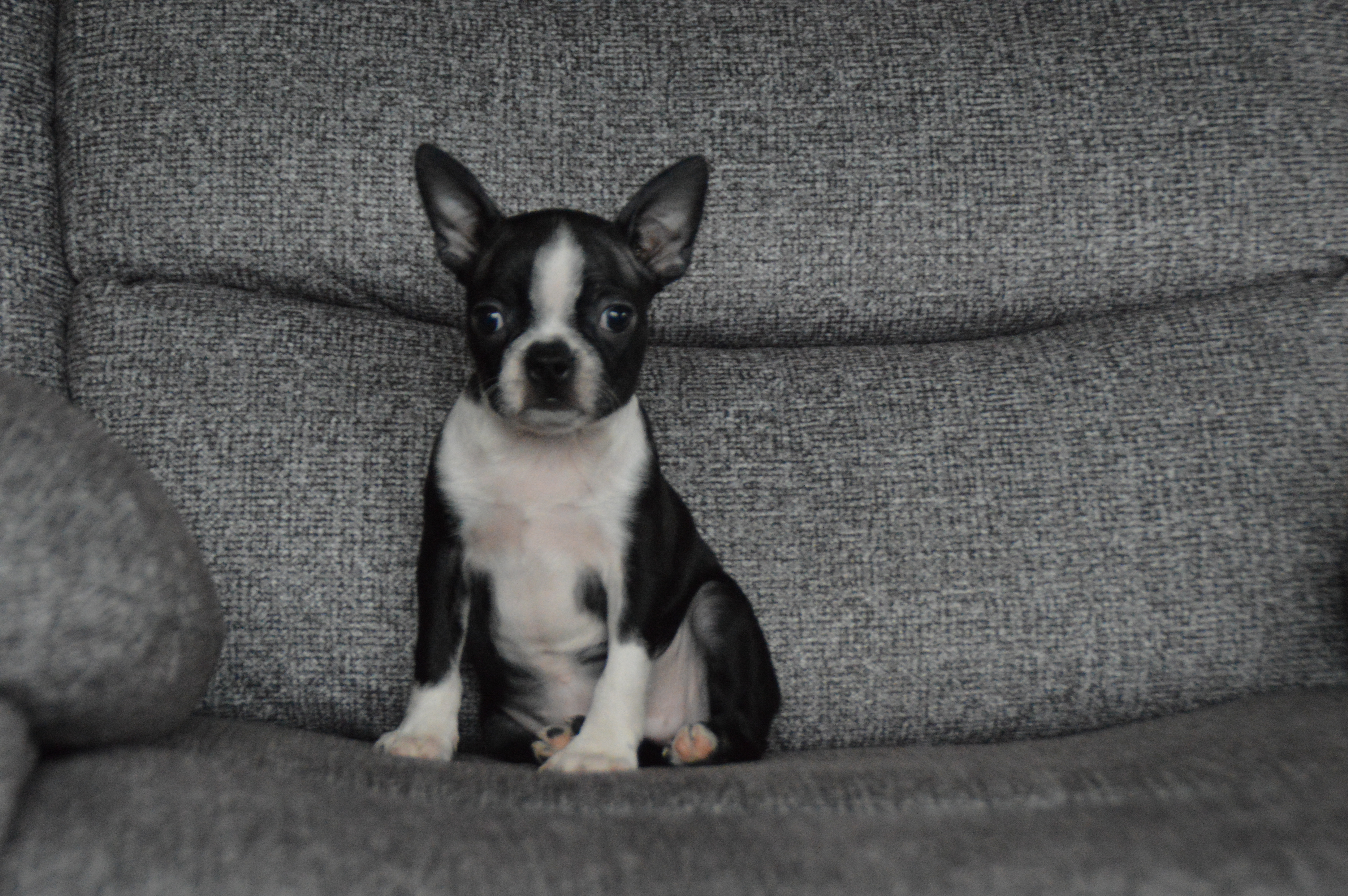 puppy, for, sale, Boston Terrier,   Sunny Meadow Puppies, dog, breeder, Mill Hall, PA, dog-breeder, puppy-for-sale, forsale, nearby, find, puppyfind, locator, puppylocator, aca