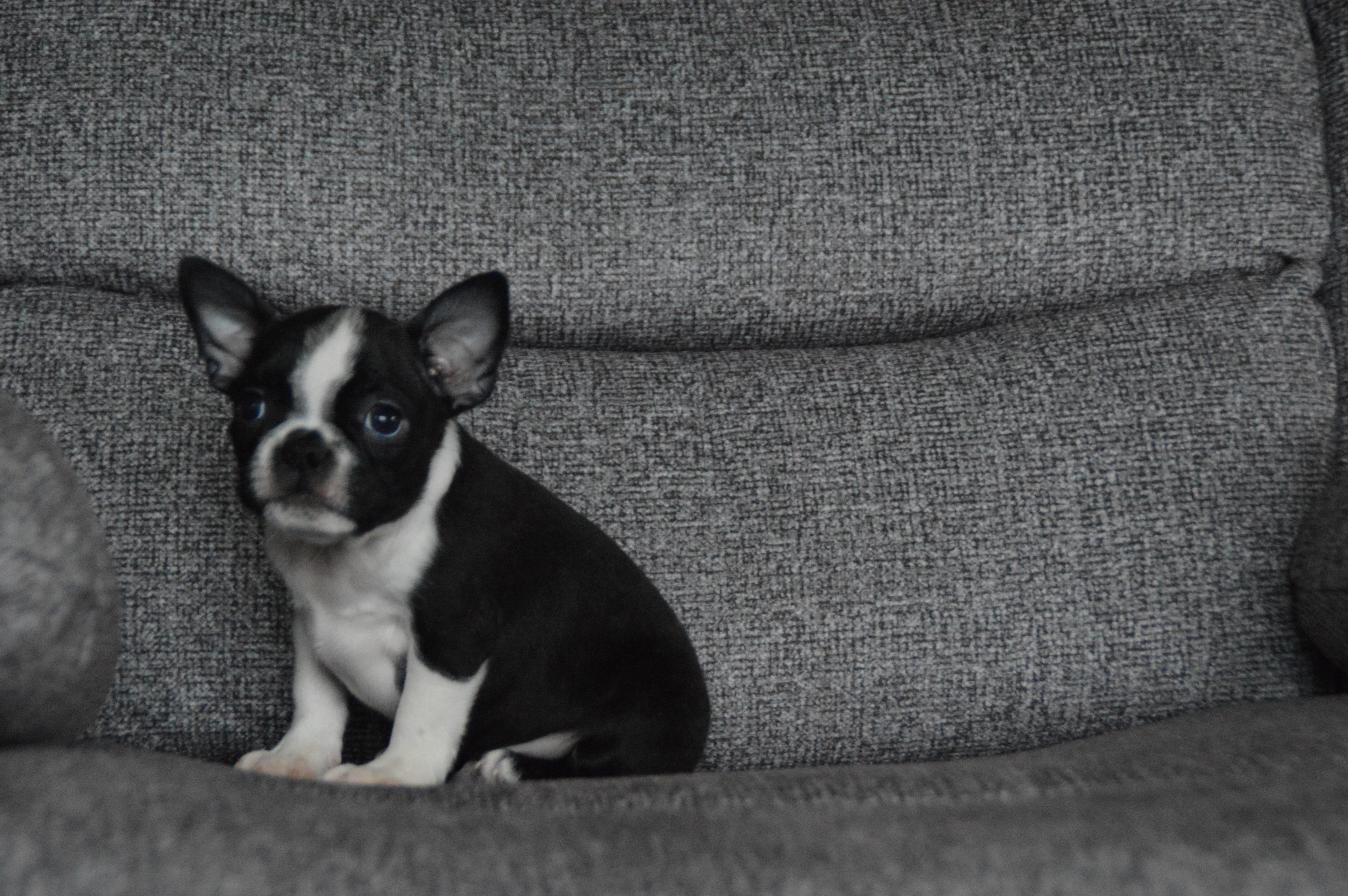 puppy, for, sale, Boston Terrier,   Sunny Meadow Puppies, dog, breeder, Mill Hall, PA, dog-breeder, puppy-for-sale, forsale, nearby, find, puppyfind, locator, puppylocator, aca