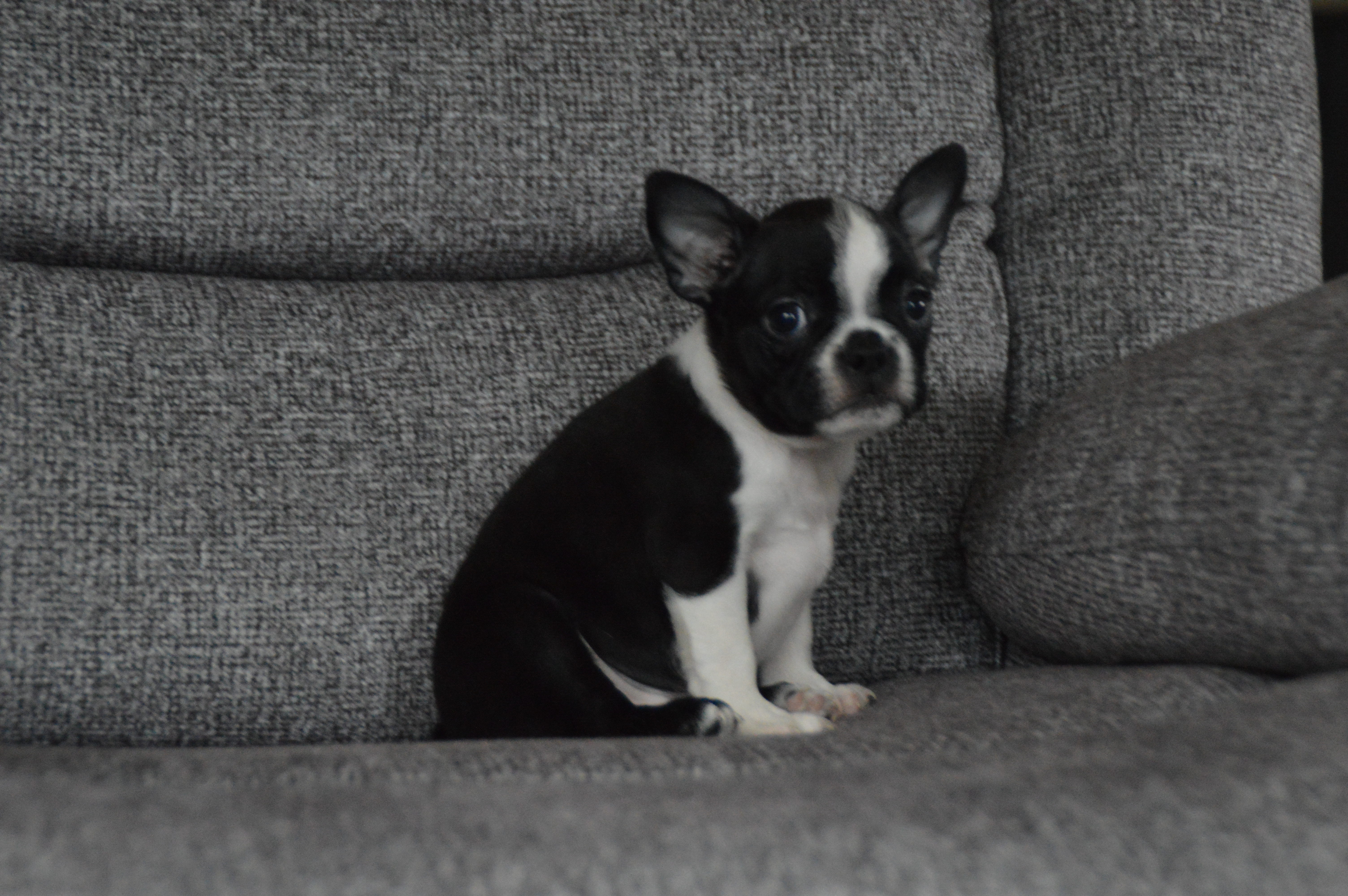 puppy, for, sale, Boston Terrier,   Sunny Meadow Puppies, dog, breeder, Mill Hall, PA, dog-breeder, puppy-for-sale, forsale, nearby, find, puppyfind, locator, puppylocator, aca