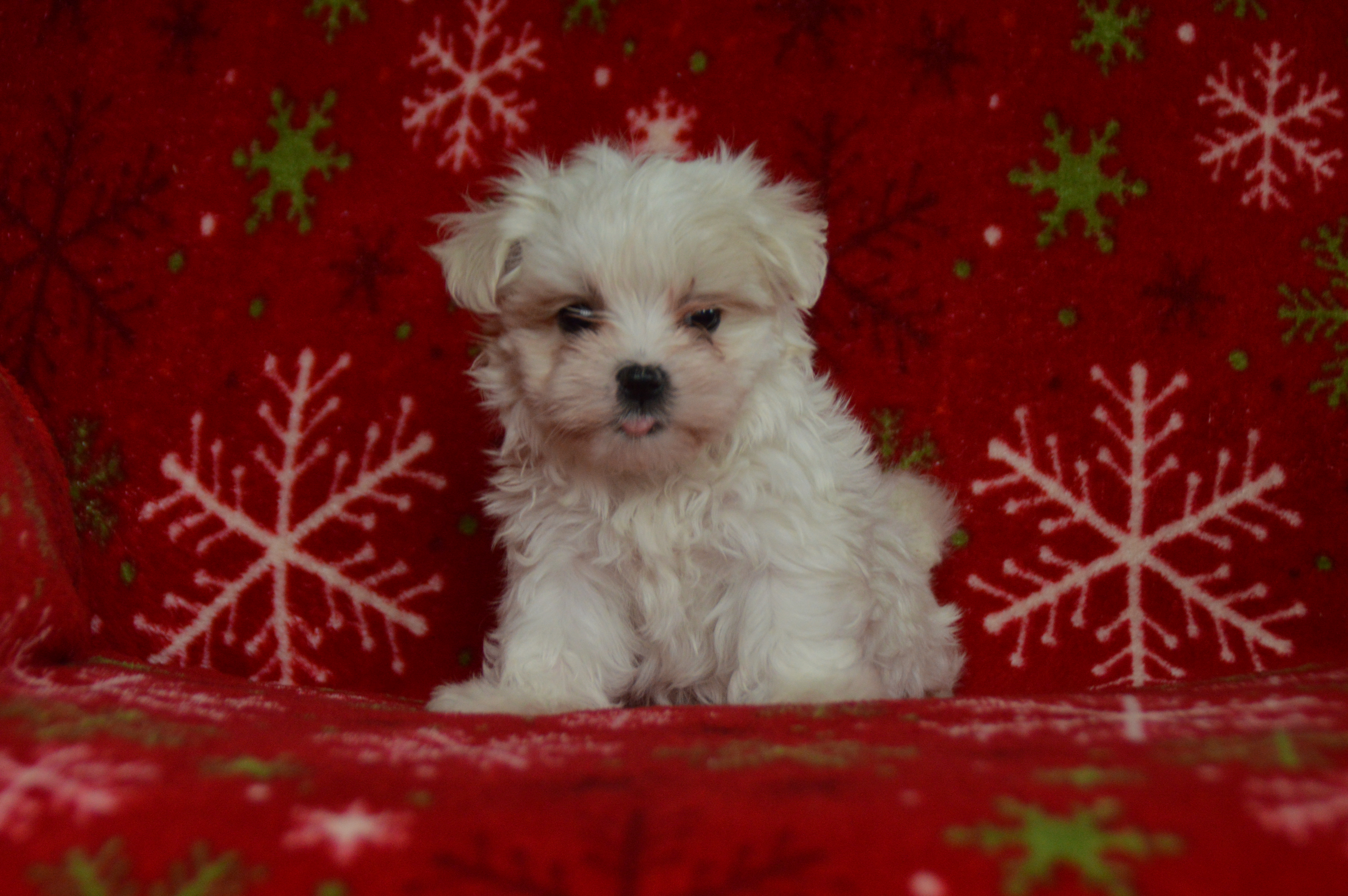 puppy, for, sale, Maltese,   Sunny Meadow Puppies, dog, breeder, Mill Hall, PA, dog-breeder, puppy-for-sale, forsale, nearby, find, puppyfind, locator, puppylocator, aca