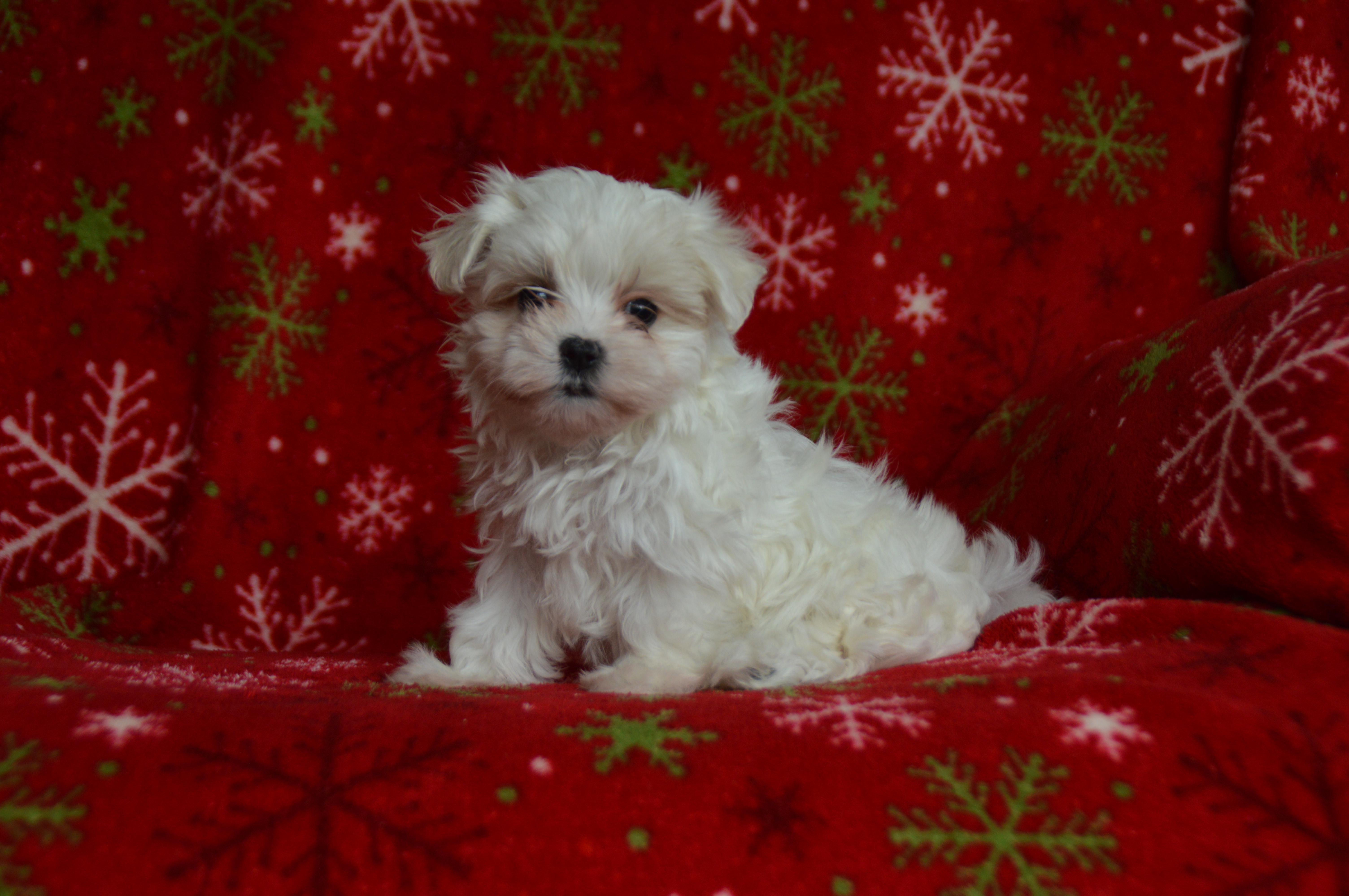 puppy, for, sale, Maltese,   Sunny Meadow Puppies, dog, breeder, Mill Hall, PA, dog-breeder, puppy-for-sale, forsale, nearby, find, puppyfind, locator, puppylocator, aca