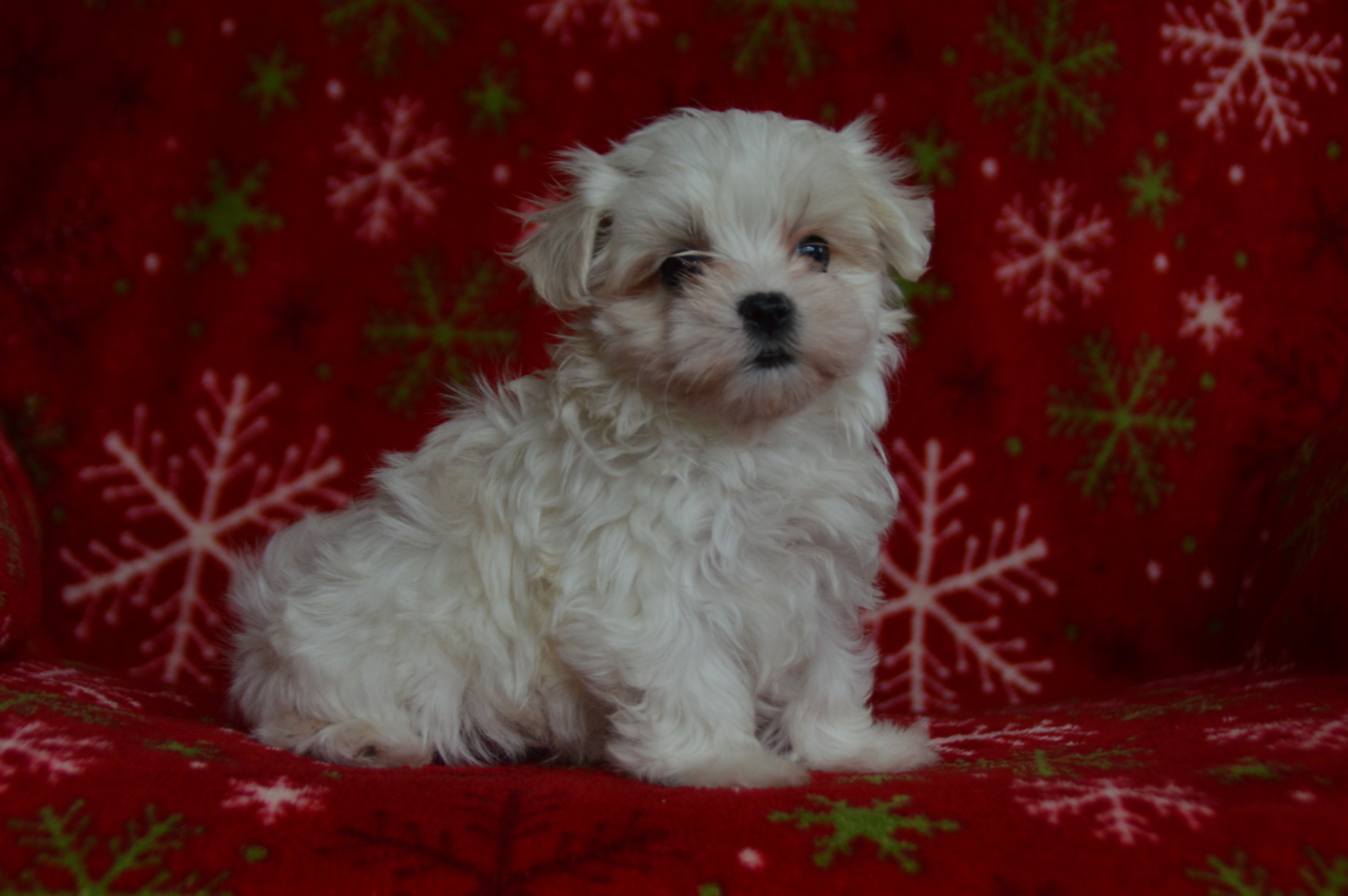 puppy, for, sale, Maltese,   Sunny Meadow Puppies, dog, breeder, Mill Hall, PA, dog-breeder, puppy-for-sale, forsale, nearby, find, puppyfind, locator, puppylocator, aca