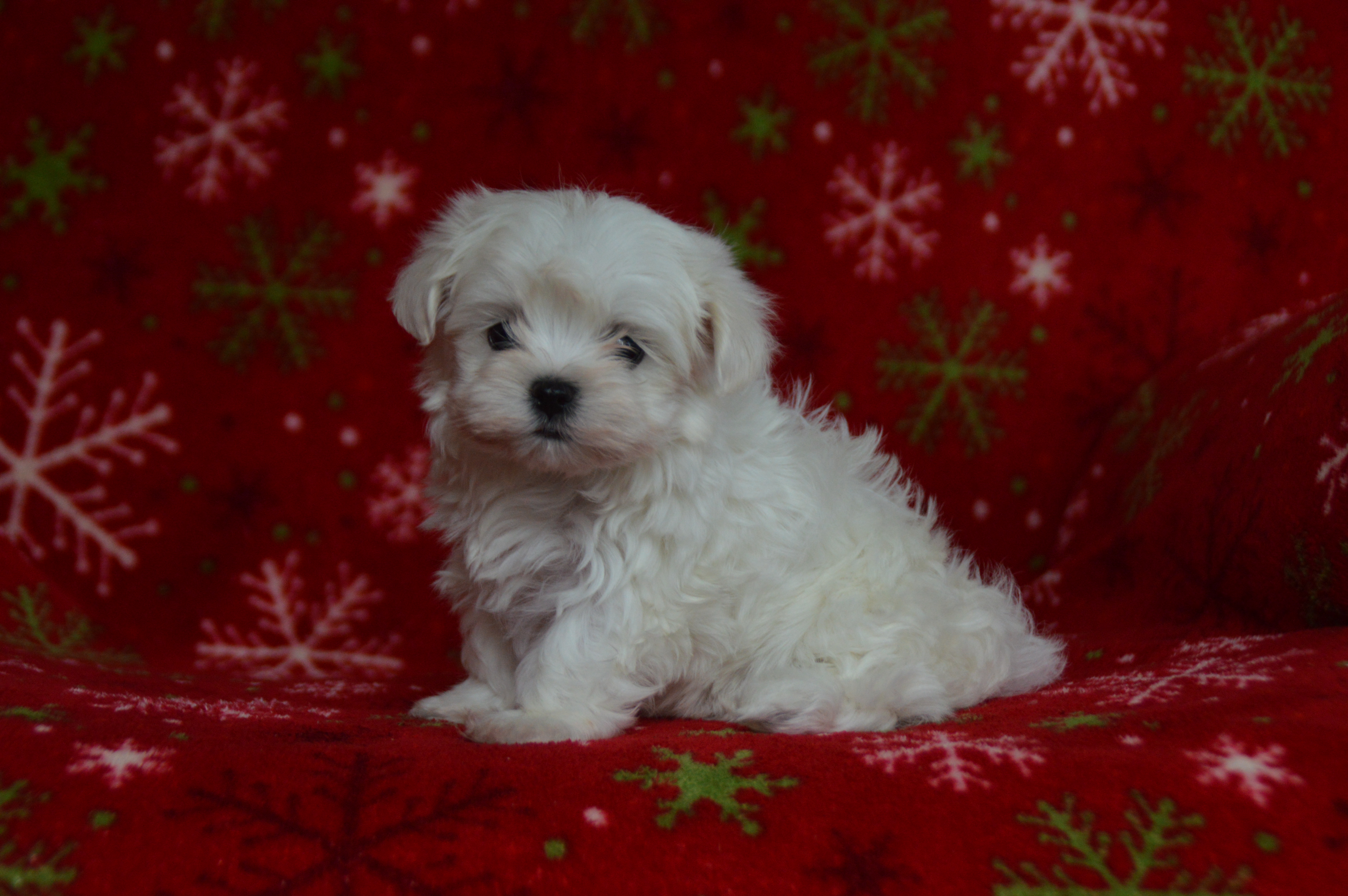 puppy, for, sale, Maltese,   Sunny Meadow Puppies, dog, breeder, Mill Hall, PA, dog-breeder, puppy-for-sale, forsale, nearby, find, puppyfind, locator, puppylocator, aca