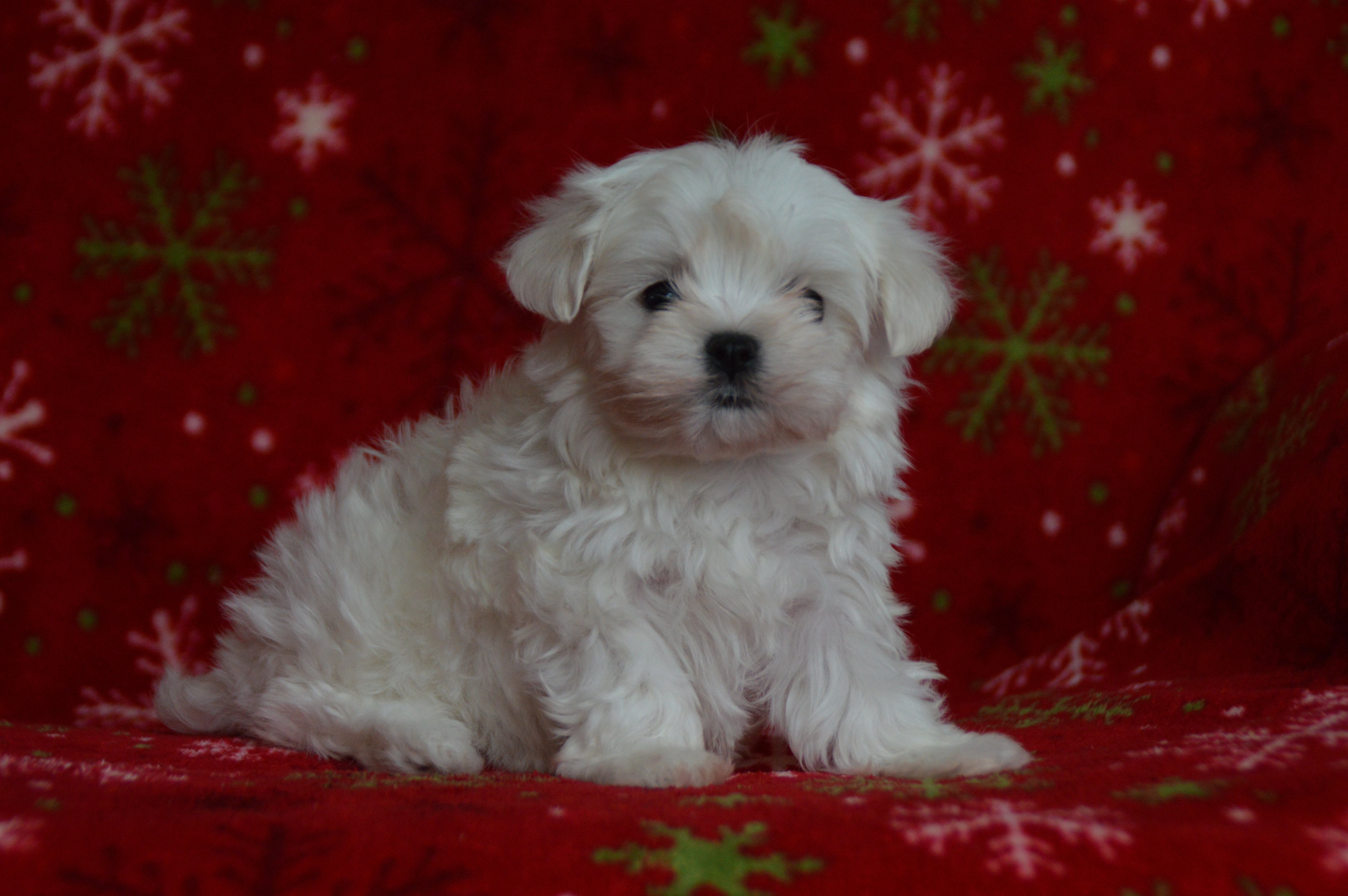 puppy, for, sale, Maltese,   Sunny Meadow Puppies, dog, breeder, Mill Hall, PA, dog-breeder, puppy-for-sale, forsale, nearby, find, puppyfind, locator, puppylocator, aca