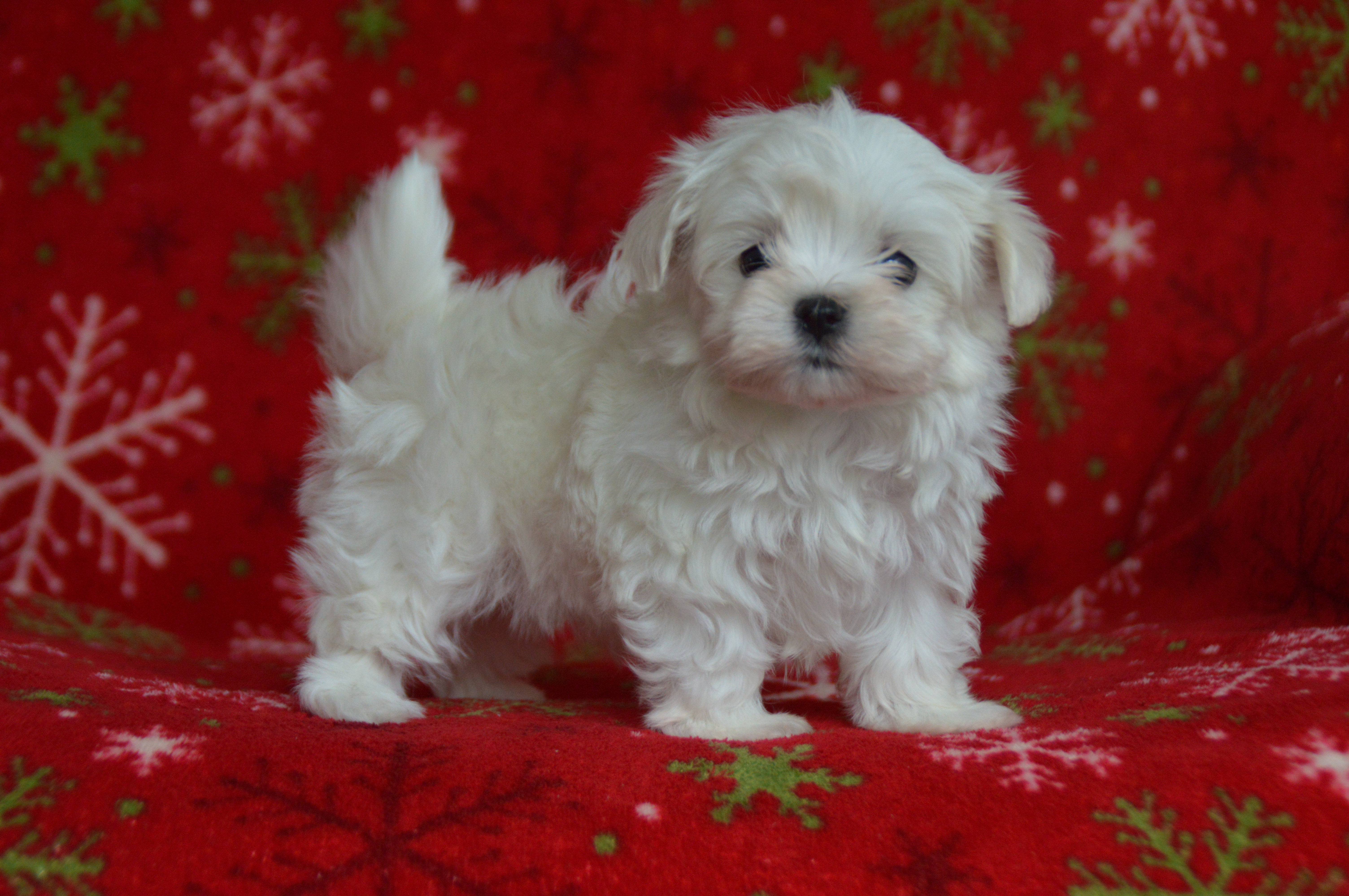 puppy, for, sale, Maltese,   Sunny Meadow Puppies, dog, breeder, Mill Hall, PA, dog-breeder, puppy-for-sale, forsale, nearby, find, puppyfind, locator, puppylocator, aca