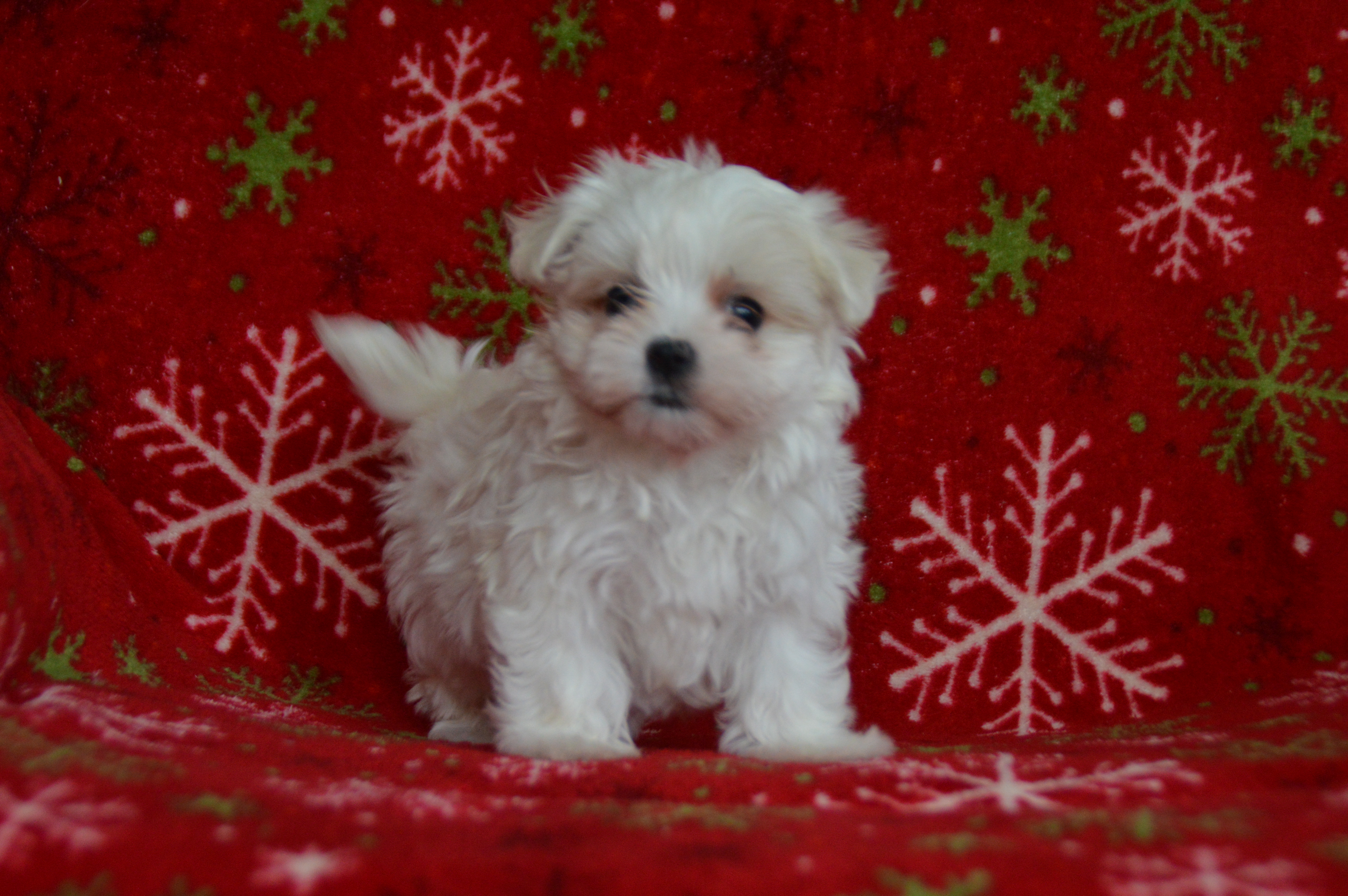 puppy, for, sale, Maltese,   Sunny Meadow Puppies, dog, breeder, Mill Hall, PA, dog-breeder, puppy-for-sale, forsale, nearby, find, puppyfind, locator, puppylocator, aca