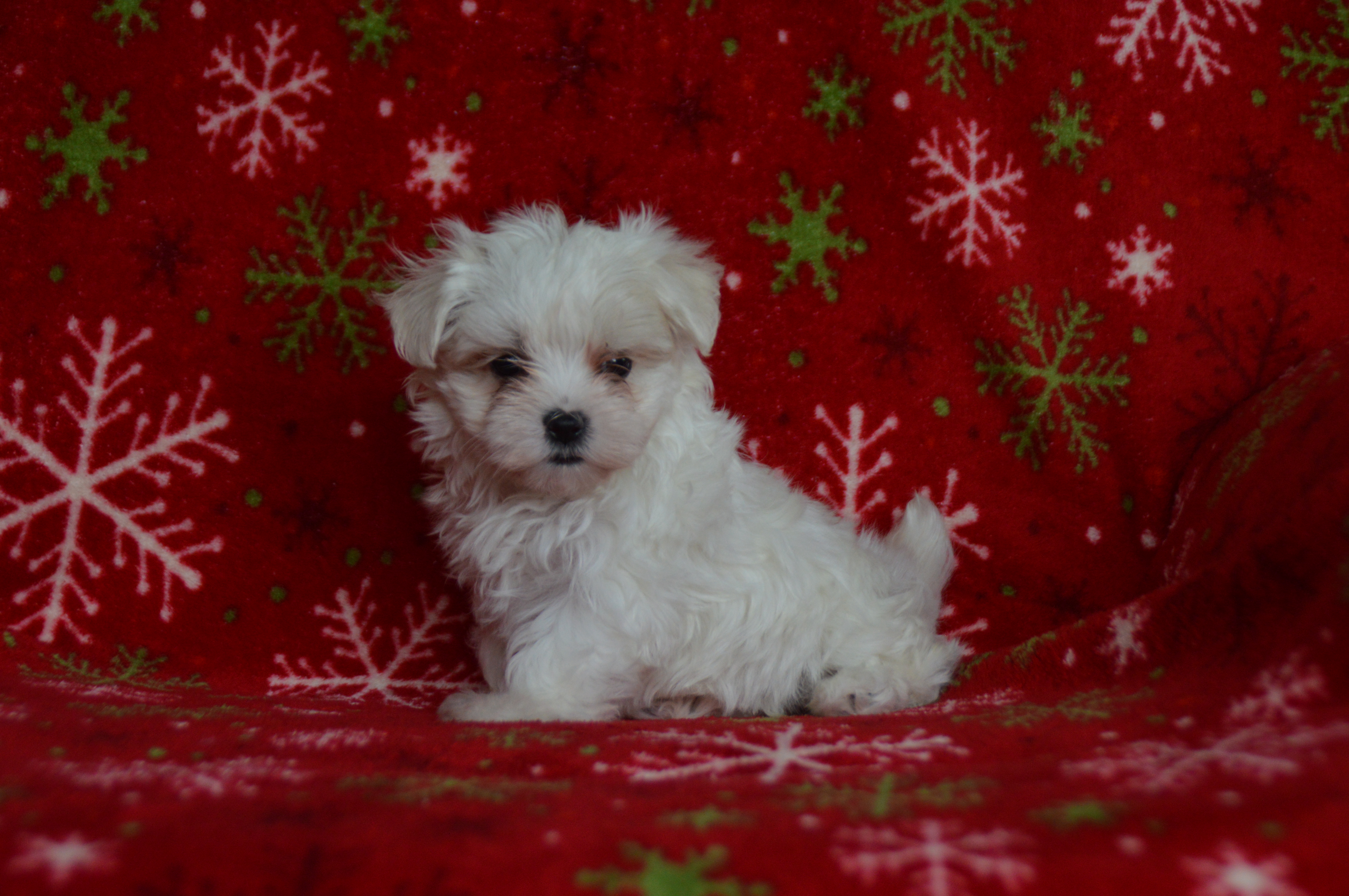 puppy, for, sale, Maltese,   Sunny Meadow Puppies, dog, breeder, Mill Hall, PA, dog-breeder, puppy-for-sale, forsale, nearby, find, puppyfind, locator, puppylocator, aca