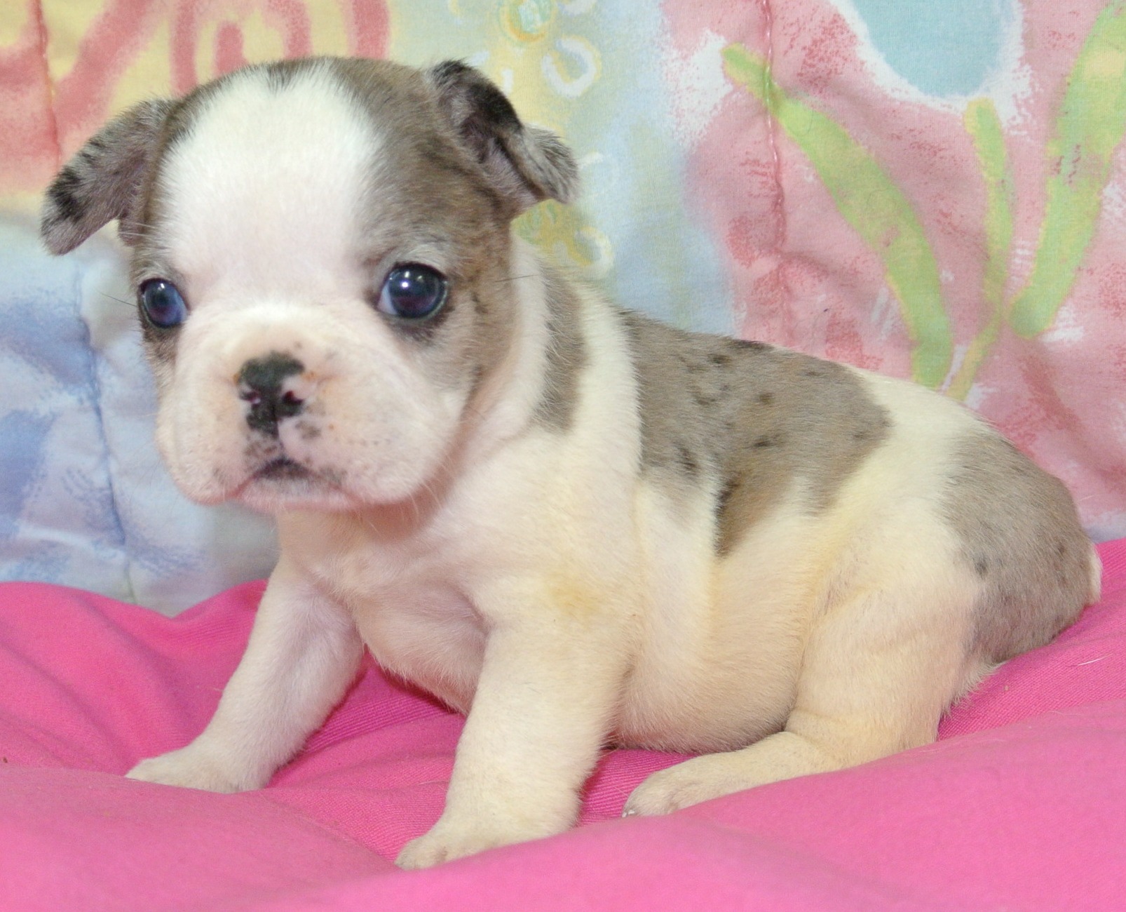 puppy, for, sale, French Designer,   Classy Creations, dog, breeder, Lyons, NY, dog-breeder, puppy-for-sale, forsale, nearby, find, puppyfind, locator, puppylocator, aca