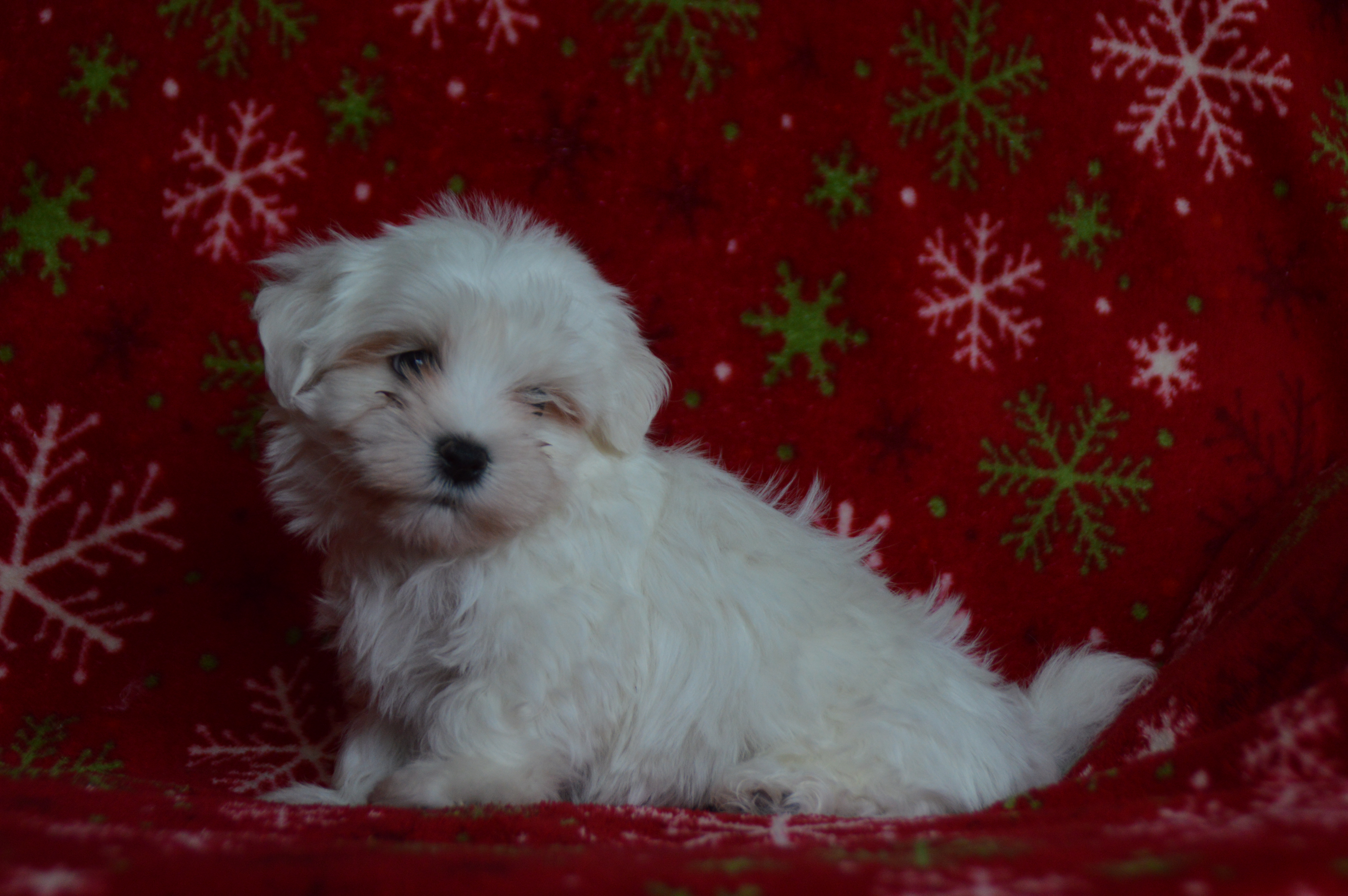 puppy, for, sale, Maltese,   Sunny Meadow Puppies, dog, breeder, Mill Hall, PA, dog-breeder, puppy-for-sale, forsale, nearby, find, puppyfind, locator, puppylocator, aca