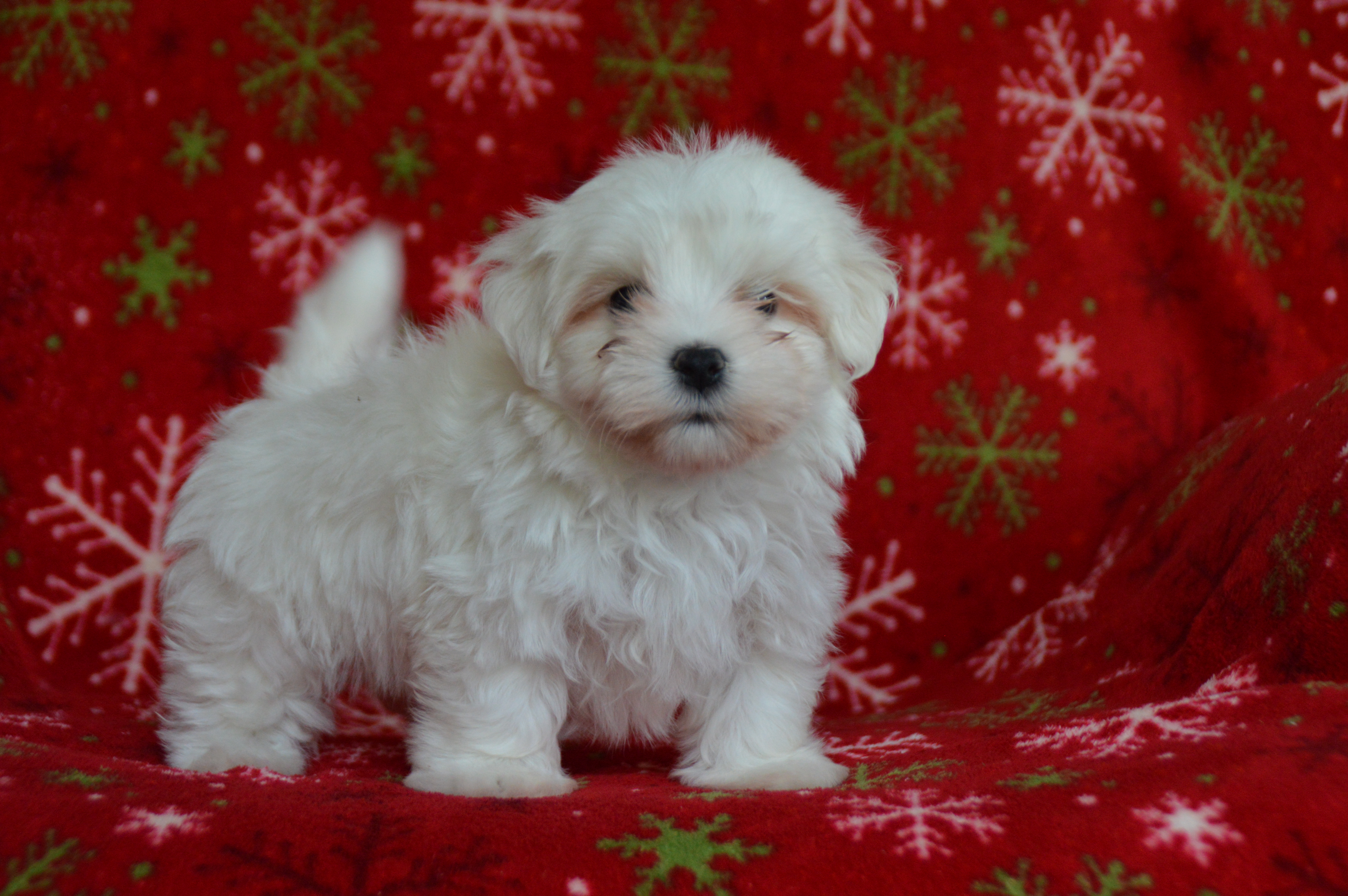 puppy, for, sale, Maltese,   Sunny Meadow Puppies, dog, breeder, Mill Hall, PA, dog-breeder, puppy-for-sale, forsale, nearby, find, puppyfind, locator, puppylocator, aca