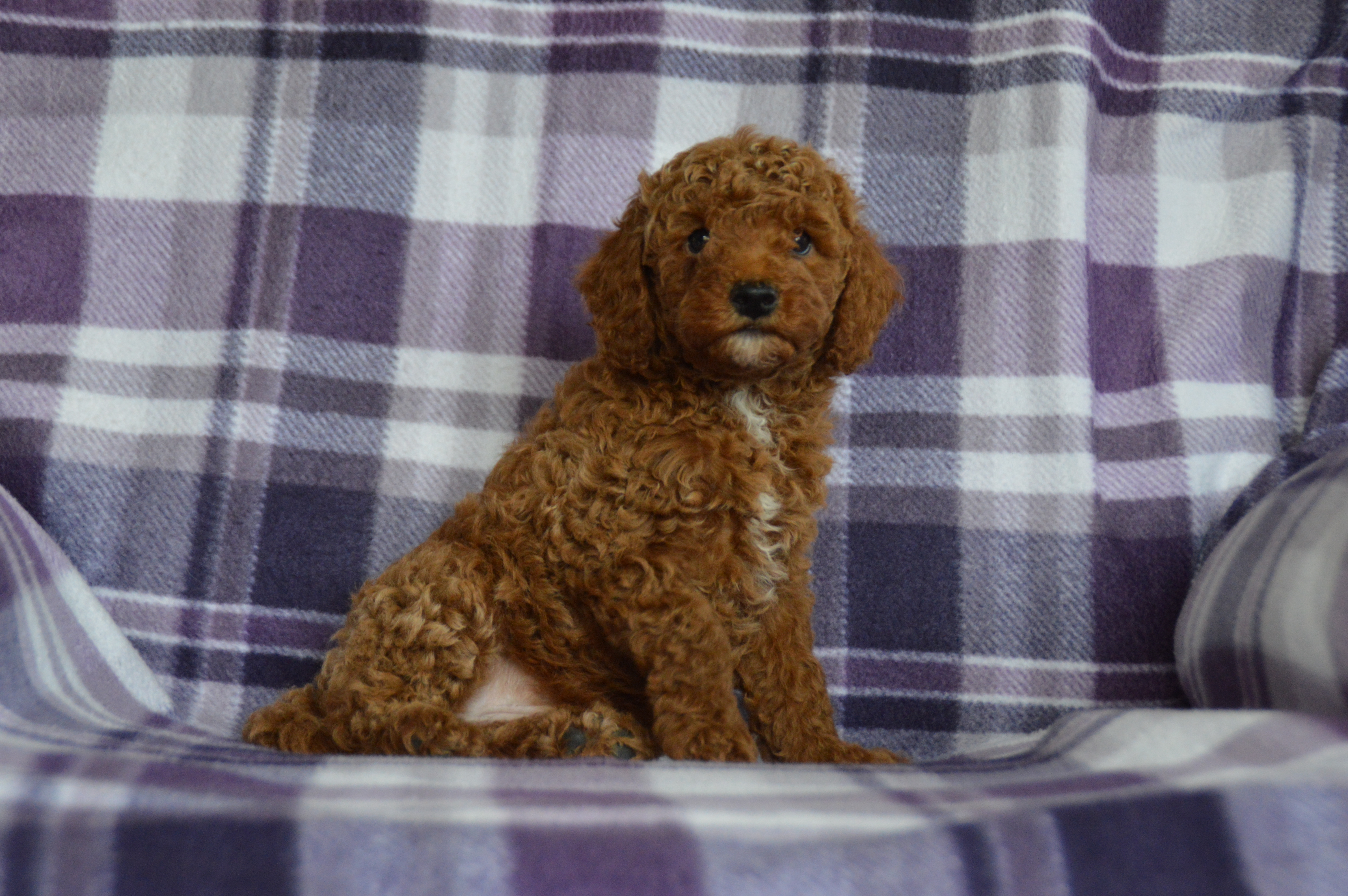 puppy, for, sale, Miniature Poodle,   Sunny Meadow Puppies, dog, breeder, Mill Hall, PA, dog-breeder, puppy-for-sale, forsale, nearby, find, puppyfind, locator, puppylocator, aca