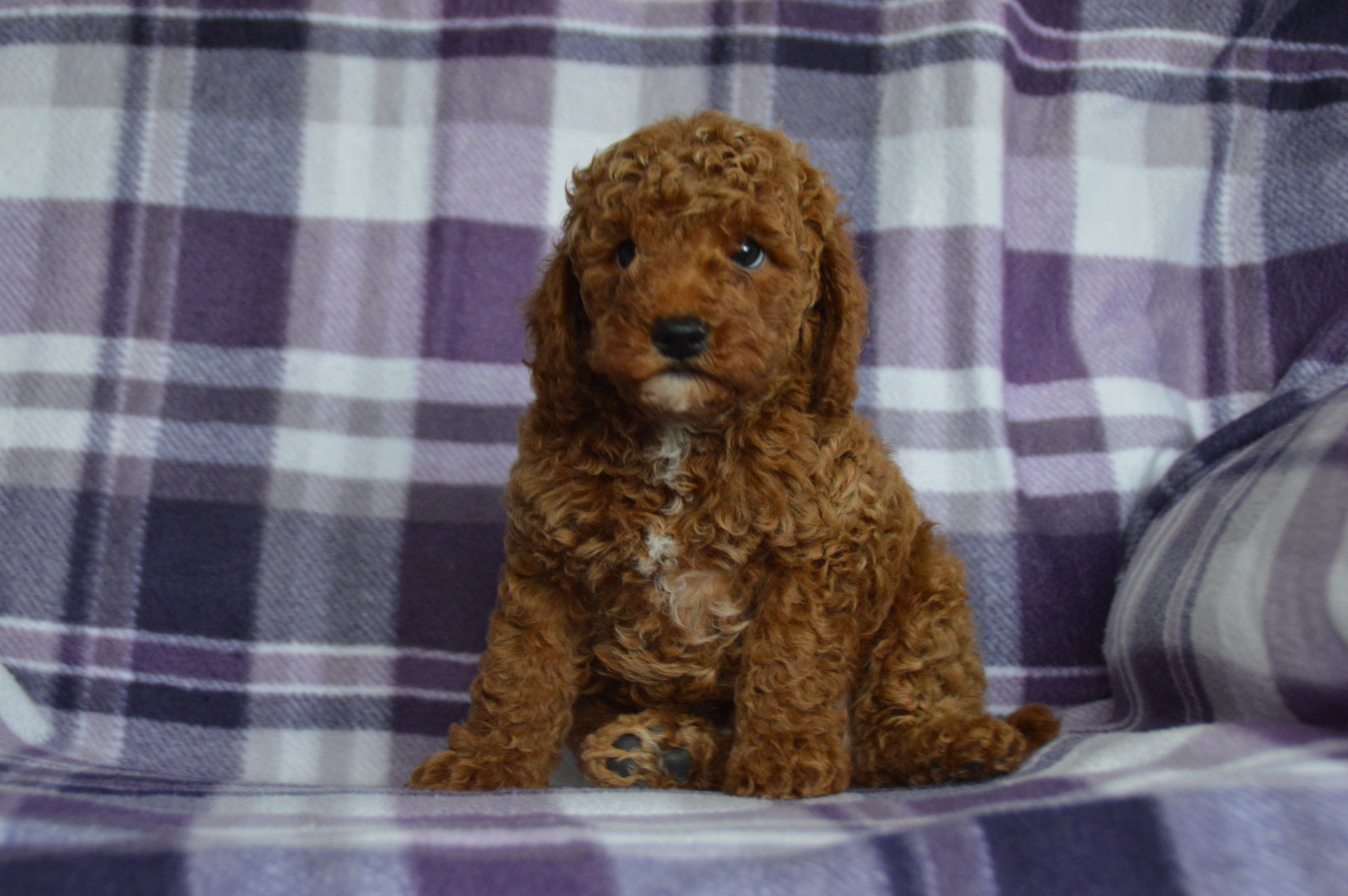 puppy, for, sale, Miniature Poodle,   Sunny Meadow Puppies, dog, breeder, Mill Hall, PA, dog-breeder, puppy-for-sale, forsale, nearby, find, puppyfind, locator, puppylocator, aca