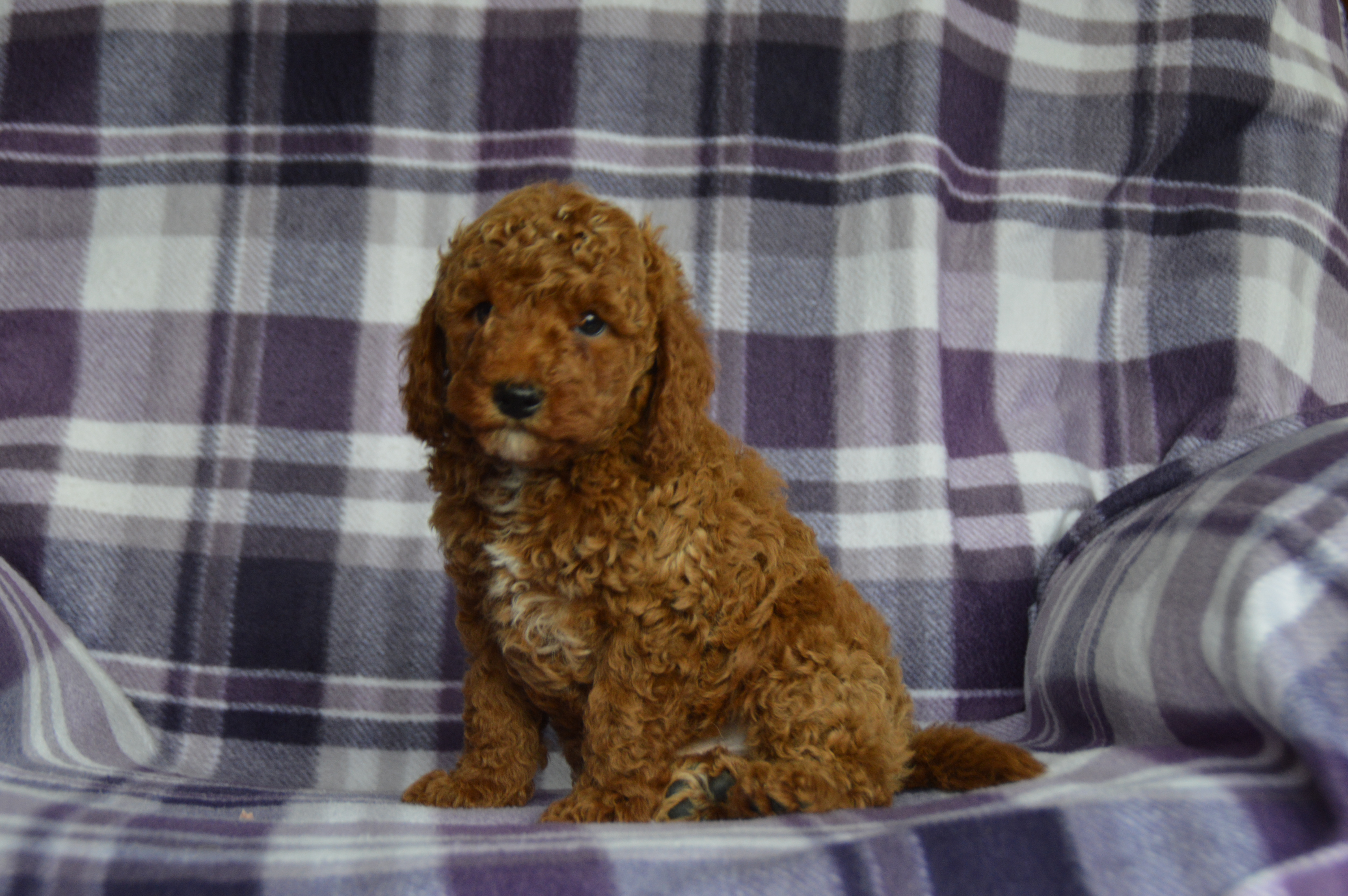 puppy, for, sale, Miniature Poodle,   Sunny Meadow Puppies, dog, breeder, Mill Hall, PA, dog-breeder, puppy-for-sale, forsale, nearby, find, puppyfind, locator, puppylocator, aca