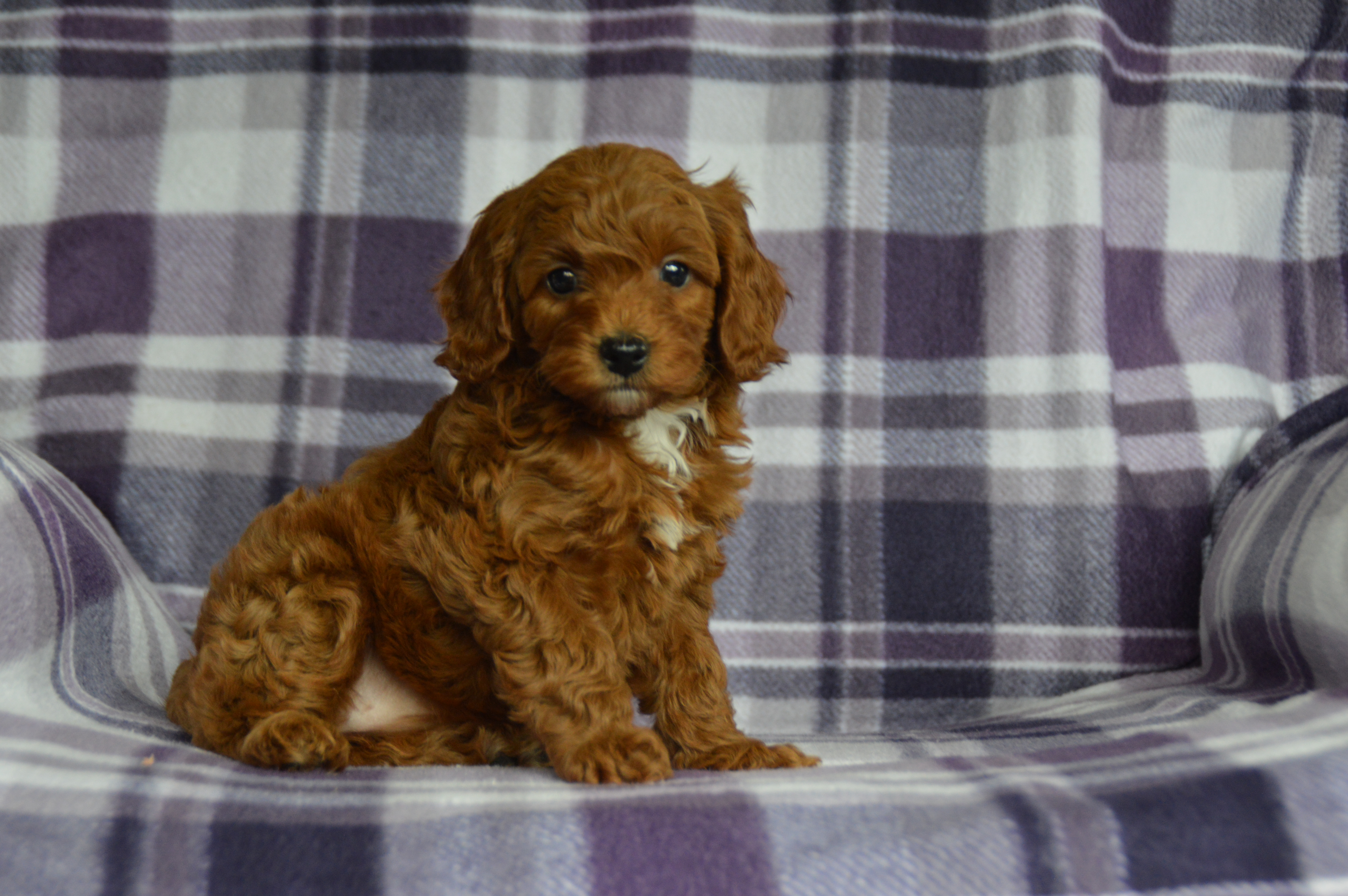 puppy, for, sale, Miniature Poodle,   Sunny Meadow Puppies, dog, breeder, Mill Hall, PA, dog-breeder, puppy-for-sale, forsale, nearby, find, puppyfind, locator, puppylocator, aca