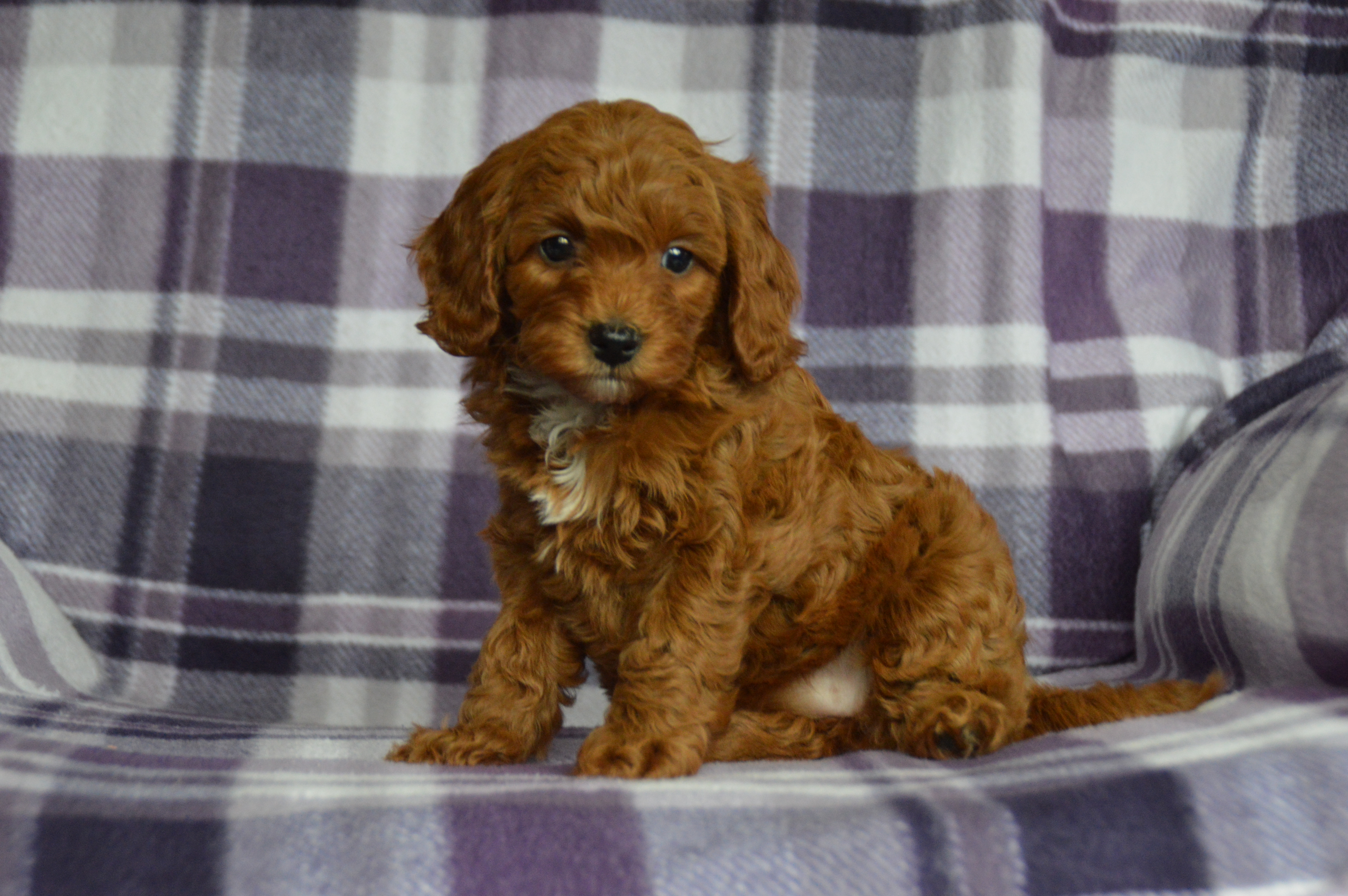 puppy, for, sale, Miniature Poodle,   Sunny Meadow Puppies, dog, breeder, Mill Hall, PA, dog-breeder, puppy-for-sale, forsale, nearby, find, puppyfind, locator, puppylocator, aca