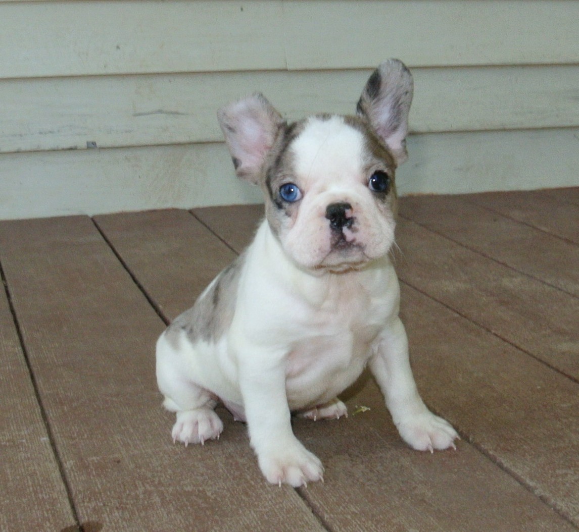 puppy, for, sale, French Designer,   Classy Creations, dog, breeder, Lyons, NY, dog-breeder, puppy-for-sale, forsale, nearby, find, puppyfind, locator, puppylocator, aca