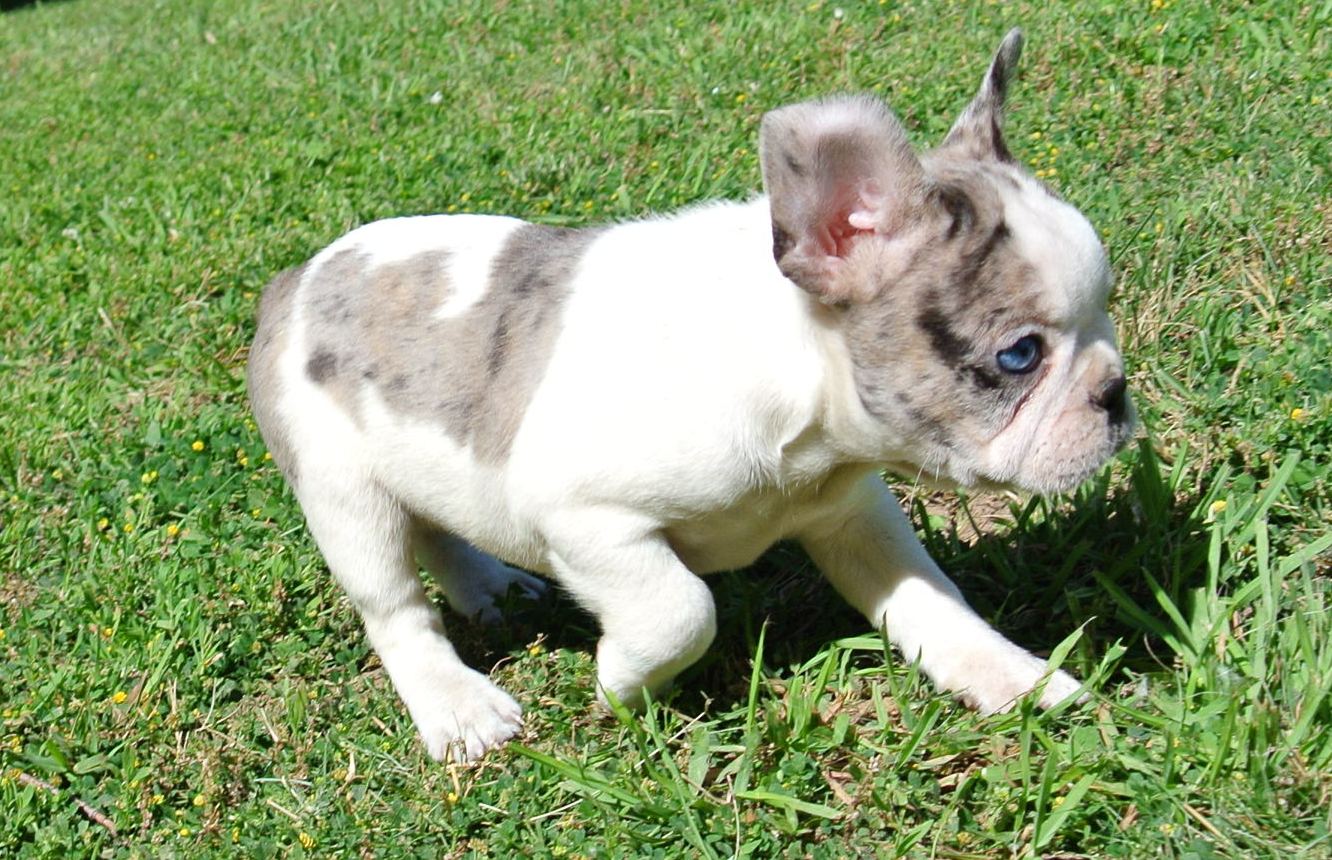 puppy, for, sale, French Designer,   Classy Creations, dog, breeder, Lyons, NY, dog-breeder, puppy-for-sale, forsale, nearby, find, puppyfind, locator, puppylocator, aca