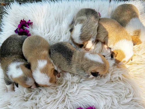 puppy, for, sale, Pembroke Welsh Corgi, Daniel J. Stoltzfoos, dog, breeder, Coatesville, PA, dog-breeder, puppy-for-sale, forsale, nearby, find, puppyfind, locator, puppylocator, aca