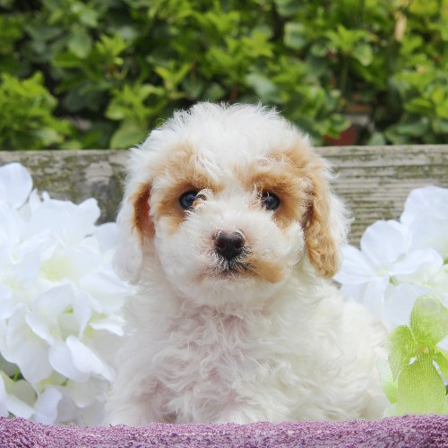 puppy, for, sale, Cavapoo, Daniel J. Stoltzfoos, dog, breeder, Coatesville, PA, dog-breeder, puppy-for-sale, forsale, nearby, find, puppyfind, locator, puppylocator, aca
