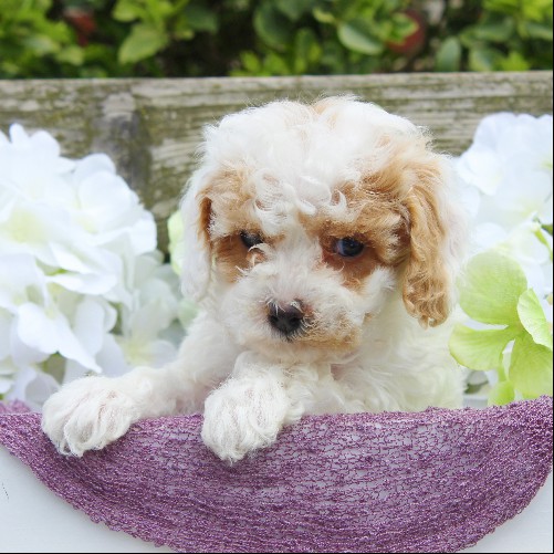 puppy, for, sale, Cavapoo, Daniel J. Stoltzfoos, dog, breeder, Coatesville, PA, dog-breeder, puppy-for-sale, forsale, nearby, find, puppyfind, locator, puppylocator, aca