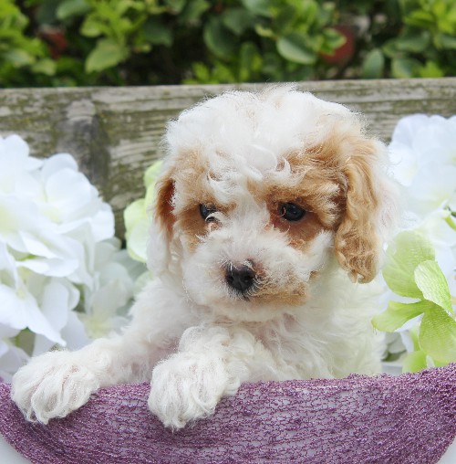 puppy, for, sale, Cavapoo, Daniel J. Stoltzfoos, dog, breeder, Coatesville, PA, dog-breeder, puppy-for-sale, forsale, nearby, find, puppyfind, locator, puppylocator, aca