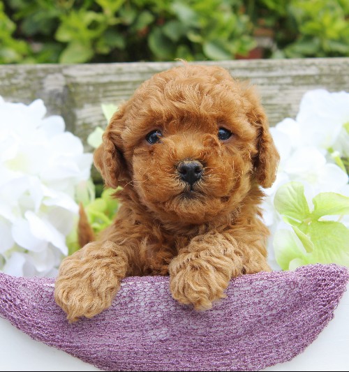 puppy, for, sale, Cavapoo, Daniel J. Stoltzfoos, dog, breeder, Coatesville, PA, dog-breeder, puppy-for-sale, forsale, nearby, find, puppyfind, locator, puppylocator, aca