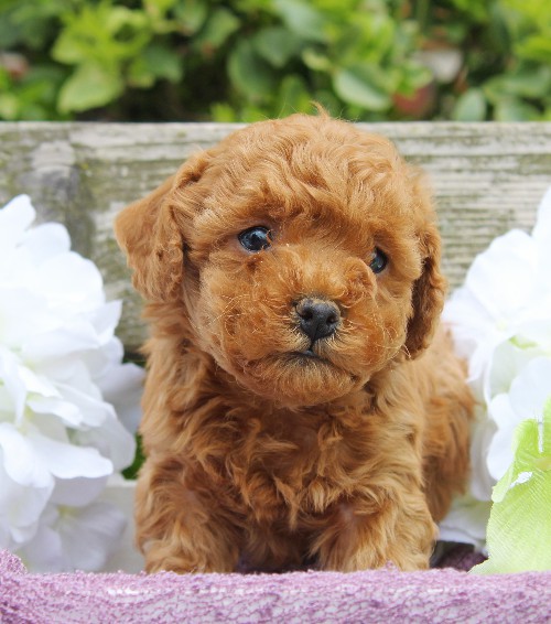 puppy, for, sale, Cavapoo, Daniel J. Stoltzfoos, dog, breeder, Coatesville, PA, dog-breeder, puppy-for-sale, forsale, nearby, find, puppyfind, locator, puppylocator, aca