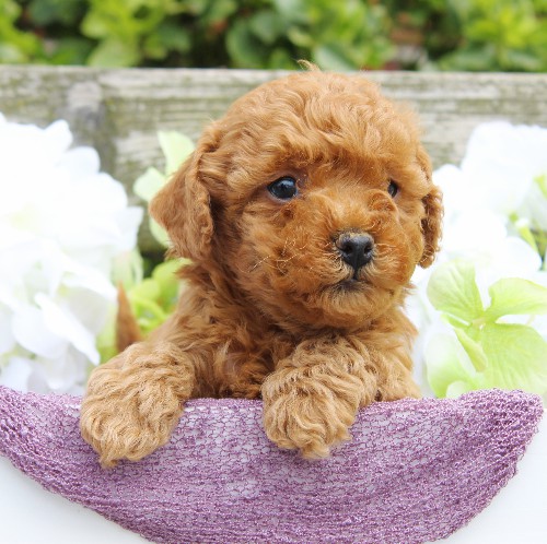 puppy, for, sale, Cavapoo, Daniel J. Stoltzfoos, dog, breeder, Coatesville, PA, dog-breeder, puppy-for-sale, forsale, nearby, find, puppyfind, locator, puppylocator, aca