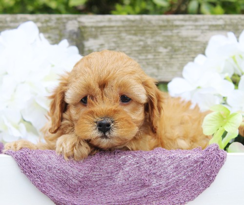 puppy, for, sale, Cavapoo, Daniel J. Stoltzfoos, dog, breeder, Coatesville, PA, dog-breeder, puppy-for-sale, forsale, nearby, find, puppyfind, locator, puppylocator, aca