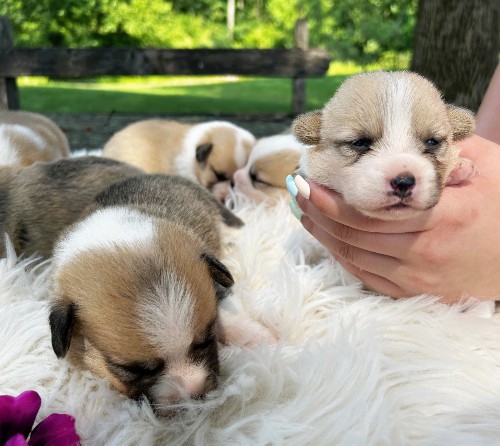 puppy, for, sale, Pembroke Welsh Corgi, Daniel J. Stoltzfoos, dog, breeder, Coatesville, PA, dog-breeder, puppy-for-sale, forsale, nearby, find, puppyfind, locator, puppylocator, aca