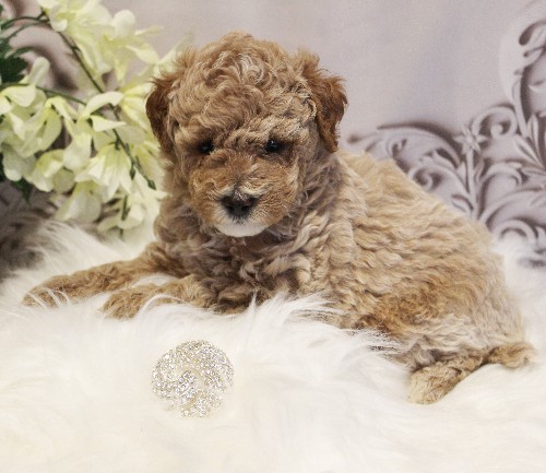 puppy, for, sale, Toy Poodle, Melvin  Fisher, dog, breeder, Coatesville, PA, dog-breeder, puppy-for-sale, forsale, nearby, find, puppyfind, locator, puppylocator, aca