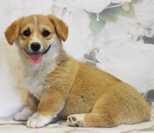 puppy, for, sale, Pembroke Welsh Corgi, Melvin  King, dog, breeder, Honey Brook, PA, dog-breeder, puppy-for-sale, forsale, nearby, find, puppyfind, locator, puppylocator, aca