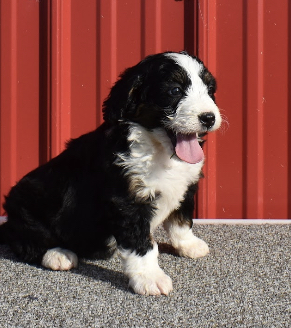 puppy, for, sale, Bernedoodle, Aaron S. King, dog, breeder, Honey Brook, PA, dog-breeder, puppy-for-sale, forsale, nearby, find, puppyfind, locator, puppylocator, aca