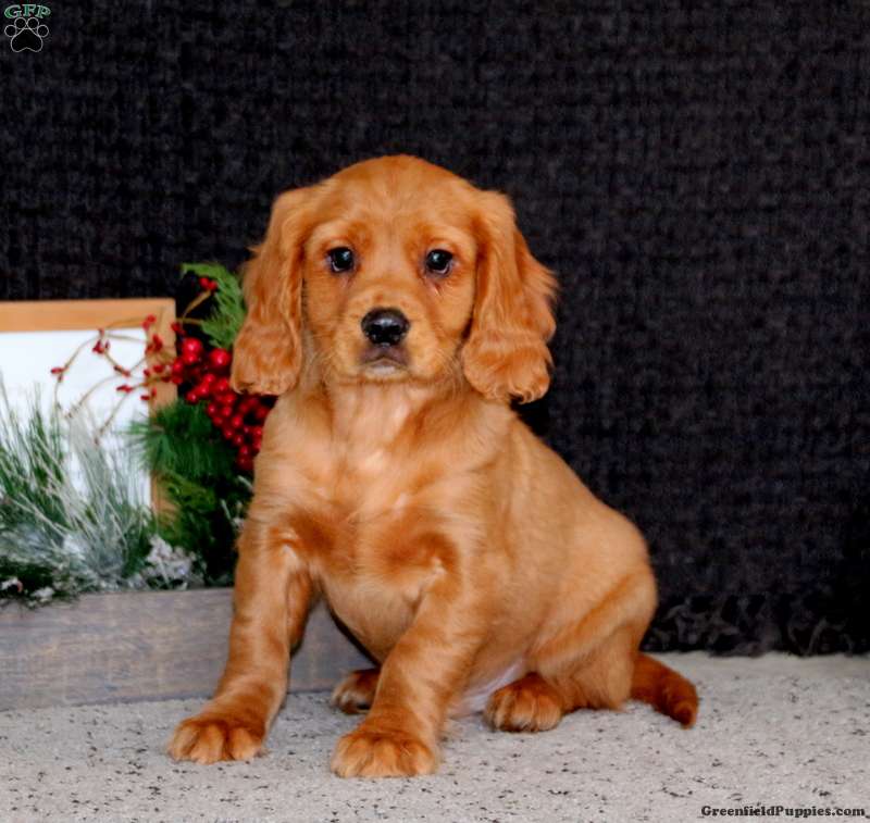 puppy, for, sale, Miniature Golden Retriever, Lester S Stoltzfus, dog, breeder, Narvon, PA, dog-breeder, puppy-for-sale, forsale, nearby, find, puppyfind, locator, puppylocator, aca
