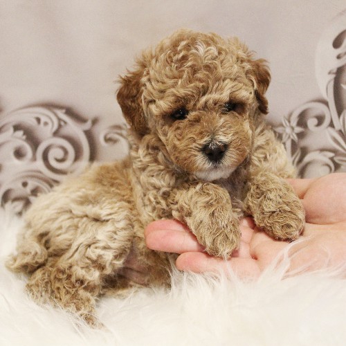 puppy, for, sale, Toy Poodle, Melvin  Fisher, dog, breeder, Coatesville, PA, dog-breeder, puppy-for-sale, forsale, nearby, find, puppyfind, locator, puppylocator, aca