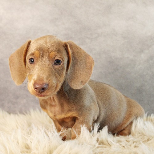 puppy, for, sale, Dachshund, Melvin  King, dog, breeder, Honey Brook, PA, dog-breeder, puppy-for-sale, forsale, nearby, find, puppyfind, locator, puppylocator, aca