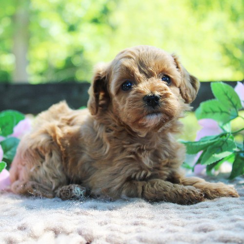 puppy, for, sale, Cavapoo, Daniel J. Stoltzfoos, dog, breeder, Coatesville, PA, dog-breeder, puppy-for-sale, forsale, nearby, find, puppyfind, locator, puppylocator, aca