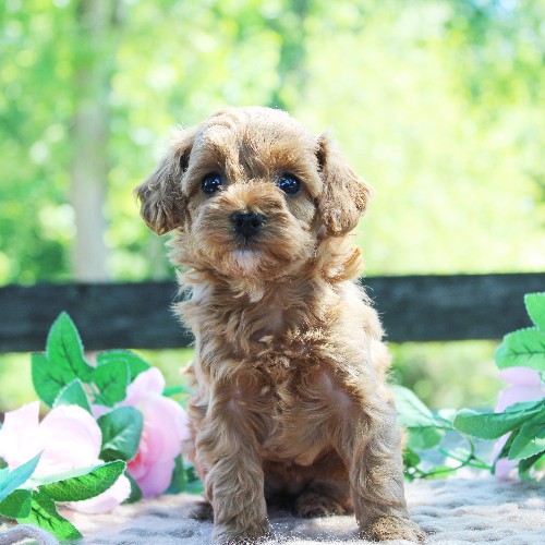 puppy, for, sale, Cavapoo, Daniel J. Stoltzfoos, dog, breeder, Coatesville, PA, dog-breeder, puppy-for-sale, forsale, nearby, find, puppyfind, locator, puppylocator, aca
